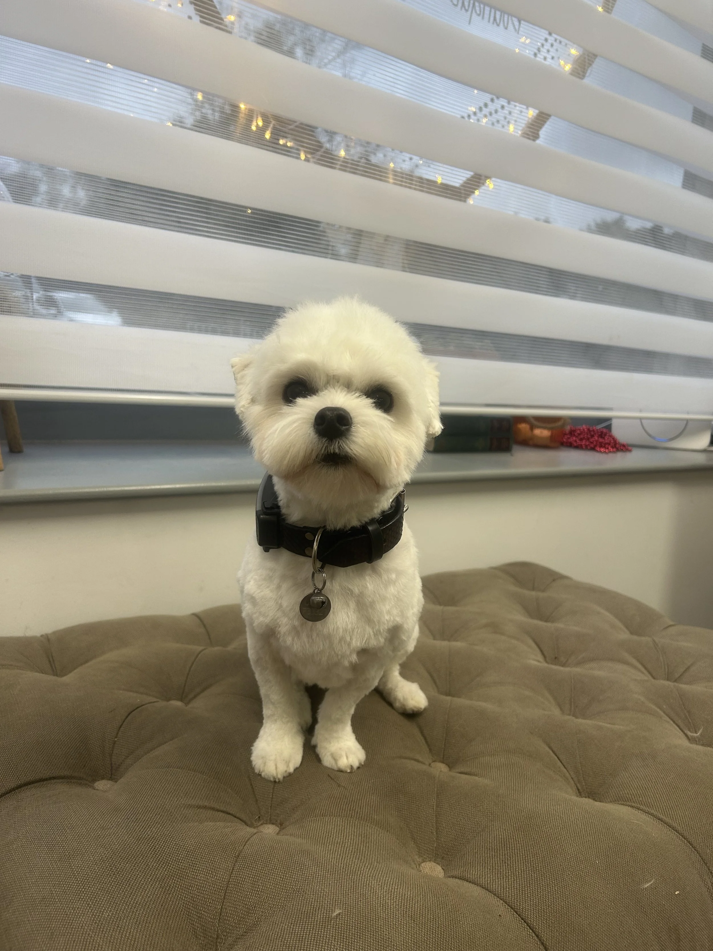 Small dog grooming, Thames Ditton