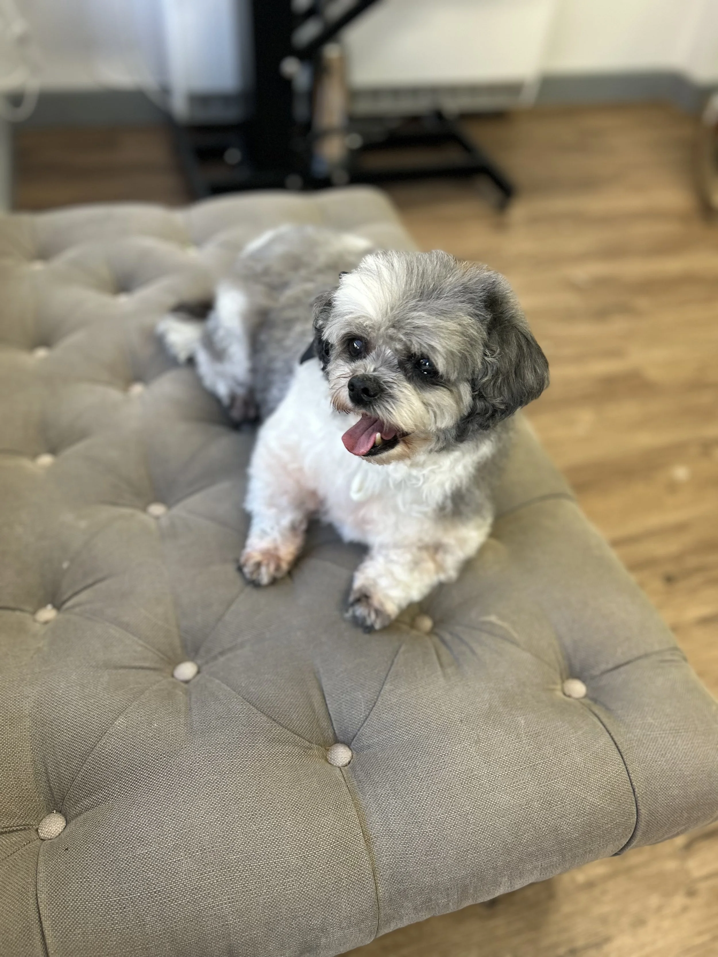 Newly groomed elderly dog