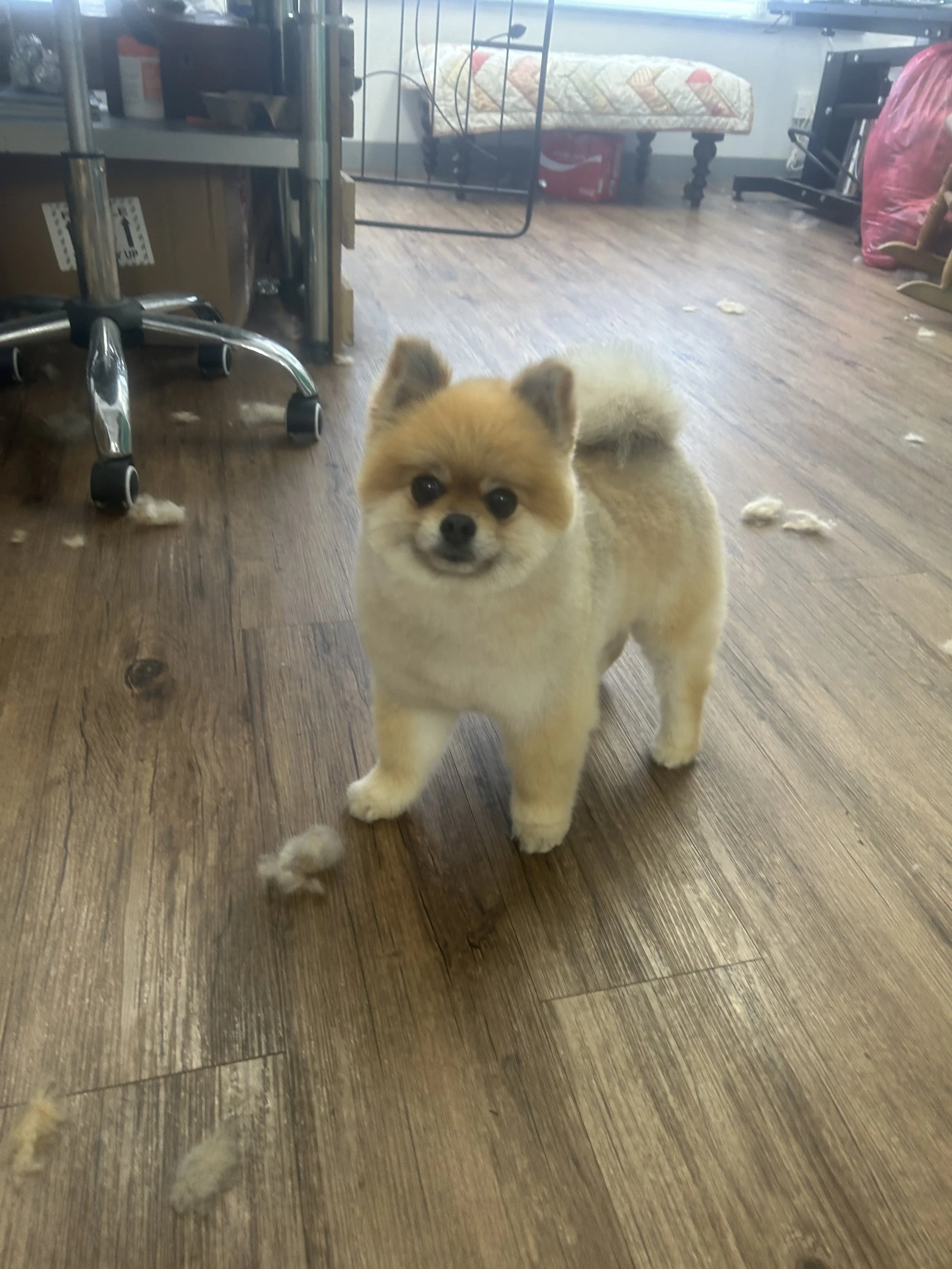 IMG_2252.jpeg