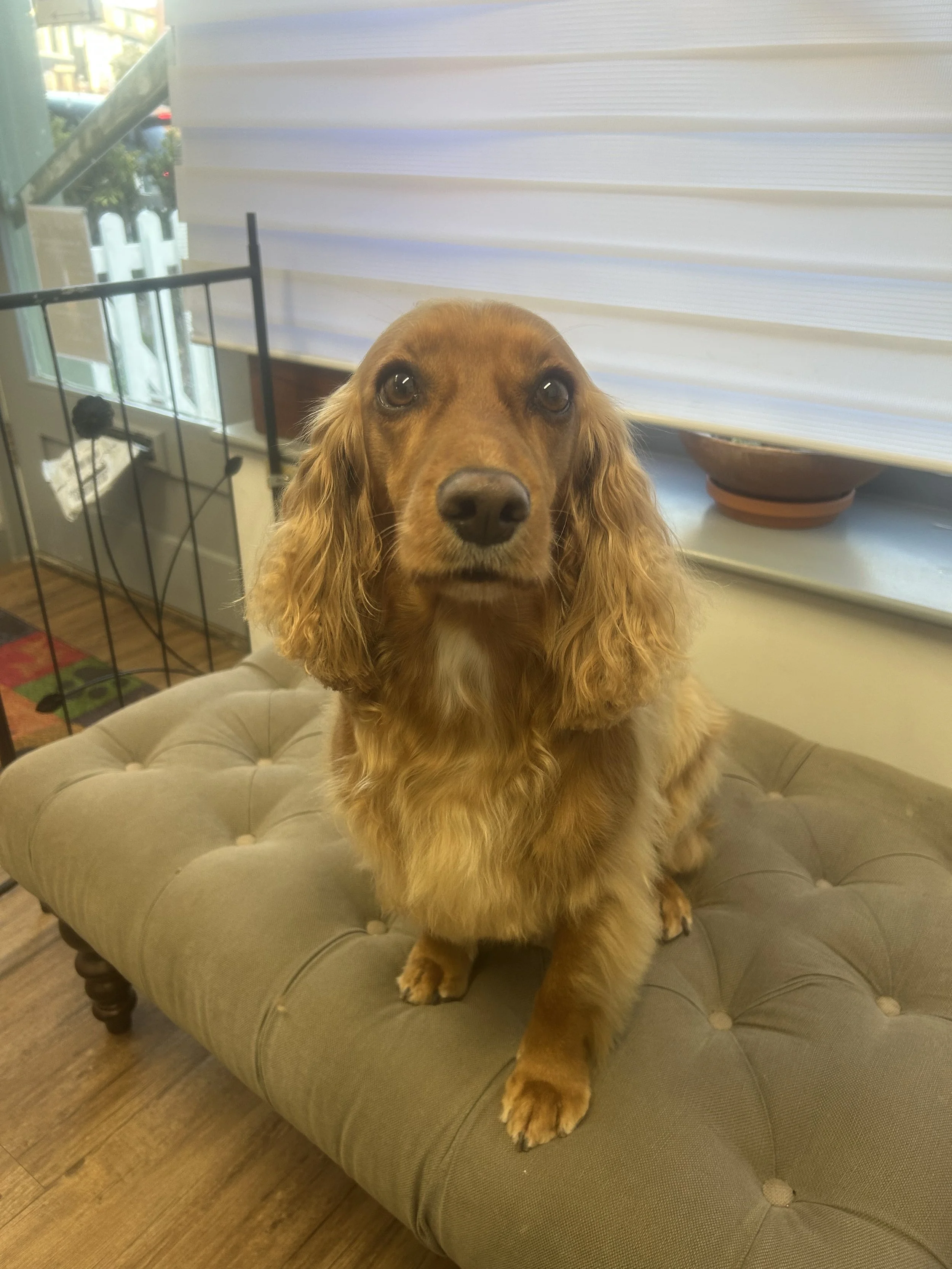 Freshly groomed cocker spaniel