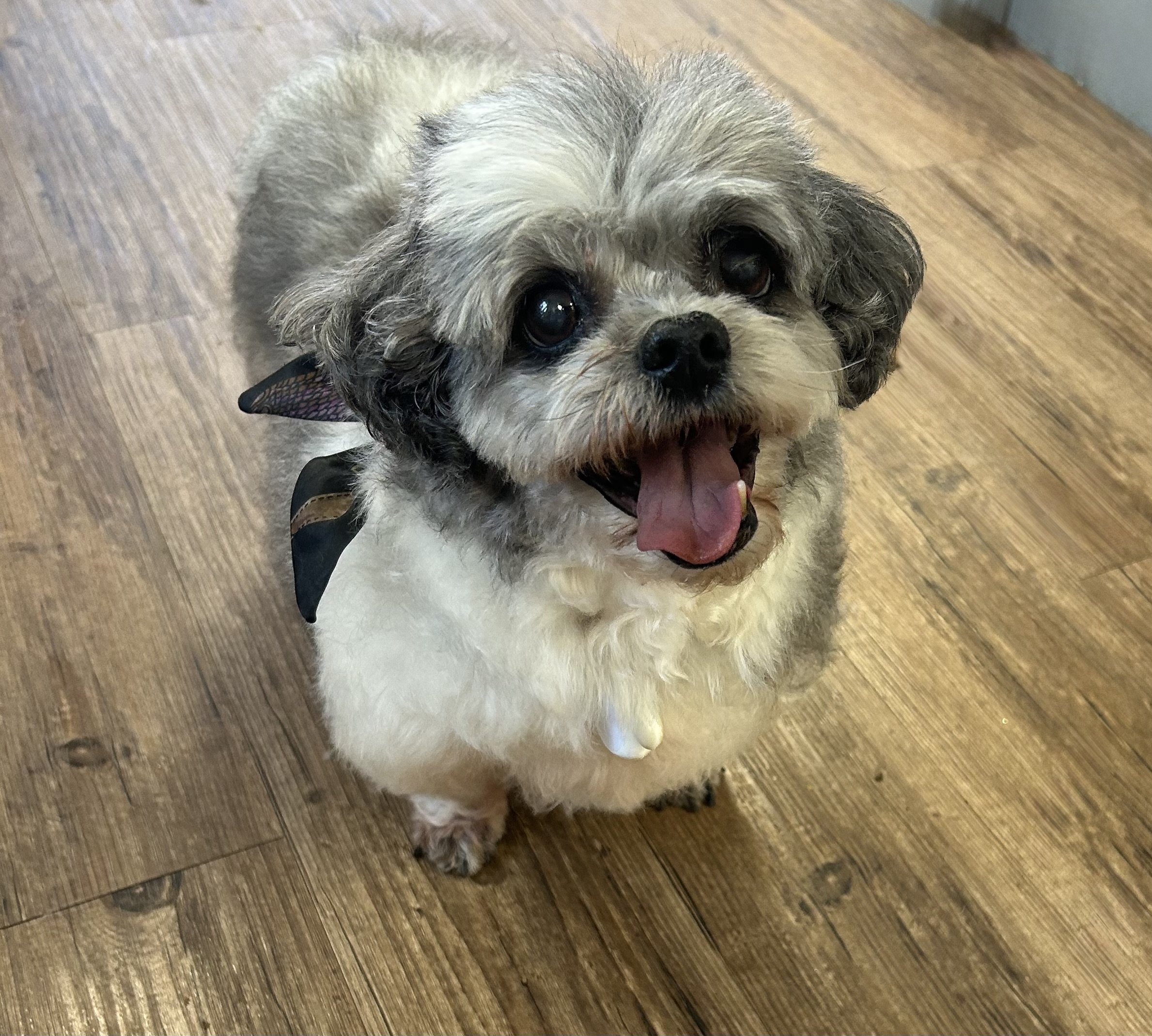 Well groomed elderly dog