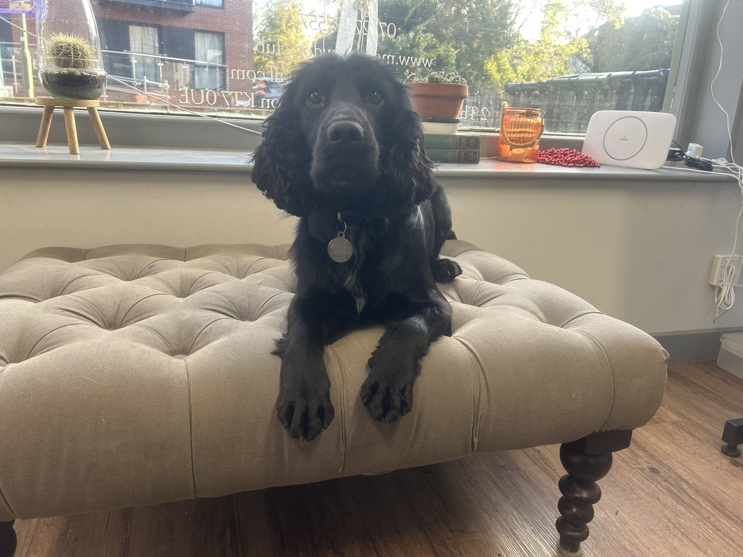 Freshly groomed cocker spaniel