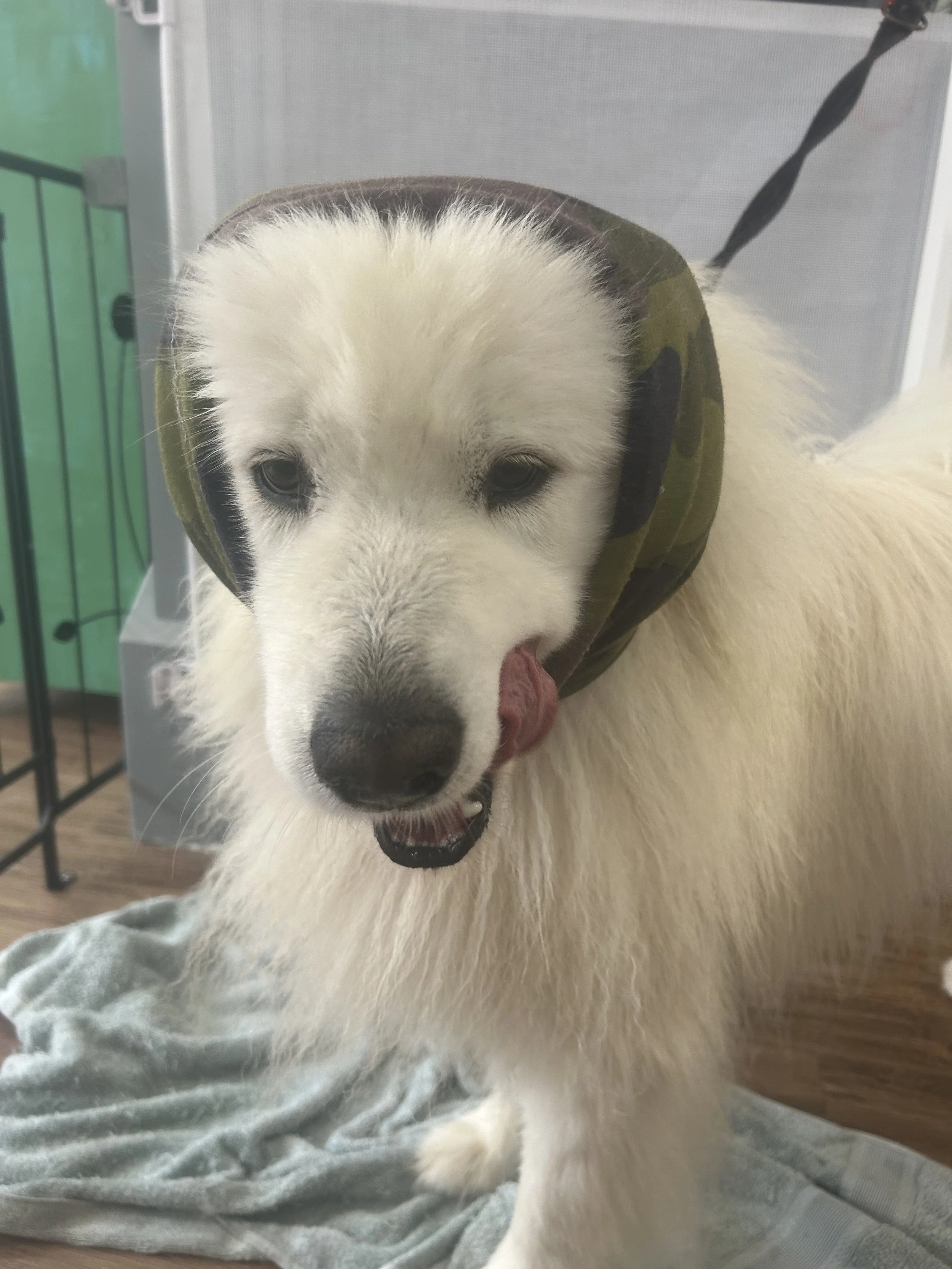 Large dog being groomed