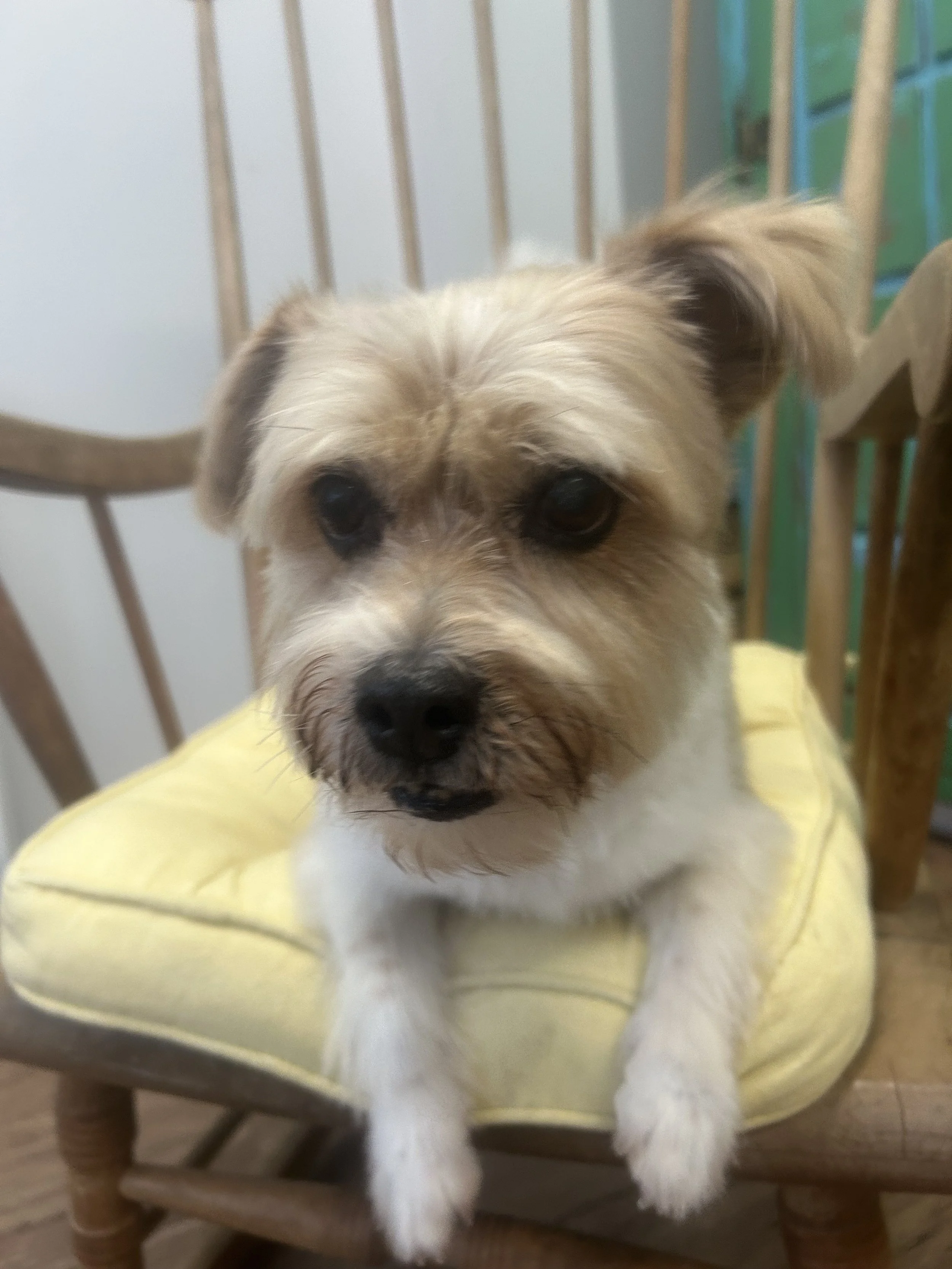 Nicely groomed puppy, dog grooming in Thames Ditton