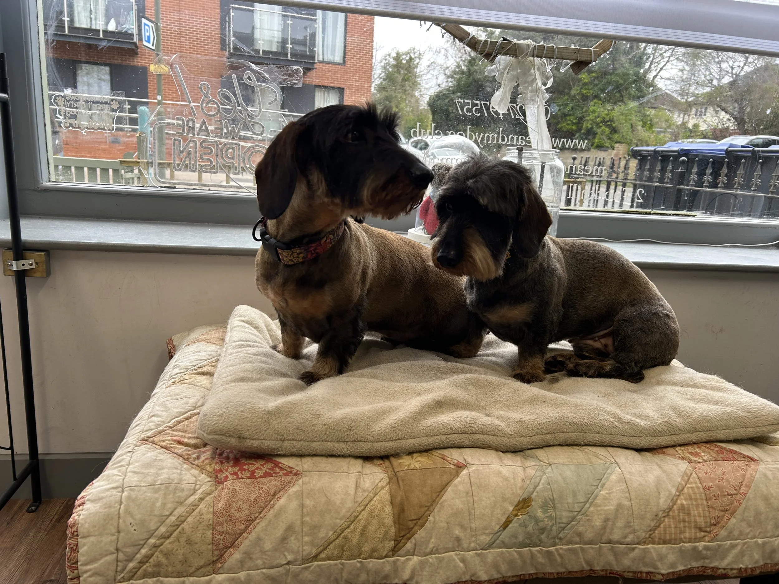IMG_1979.jpeg
