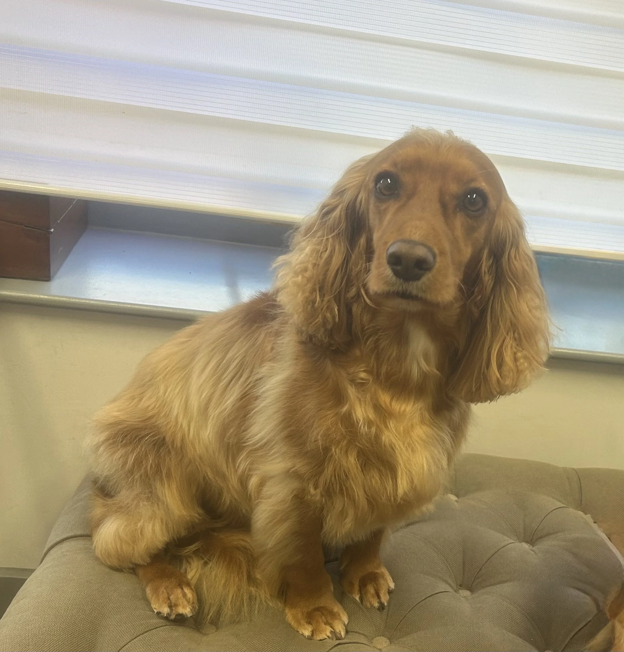 Well groomed cocker spaniel, dog grooming,hand stripping