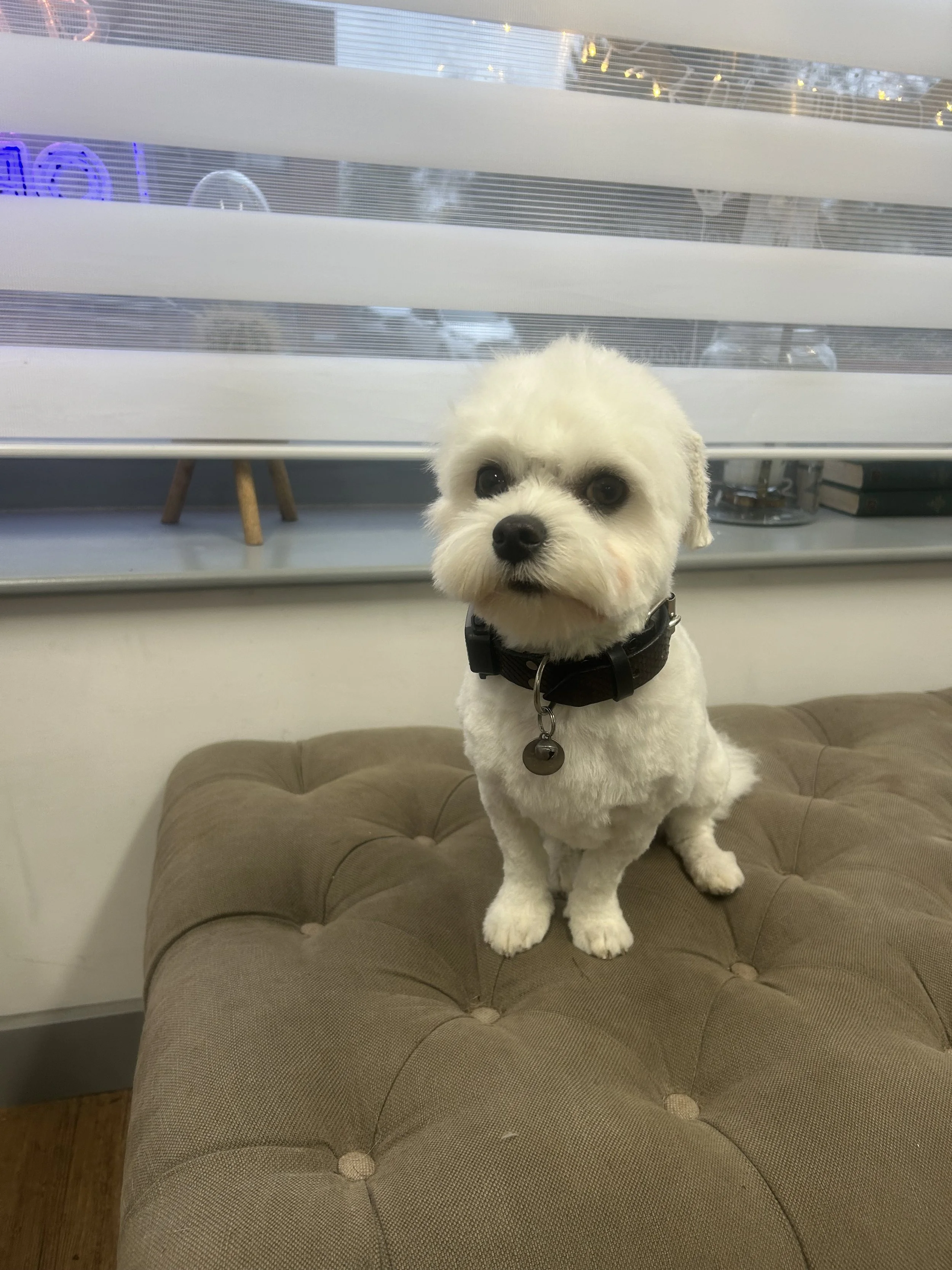 Freshly groomed small dog 