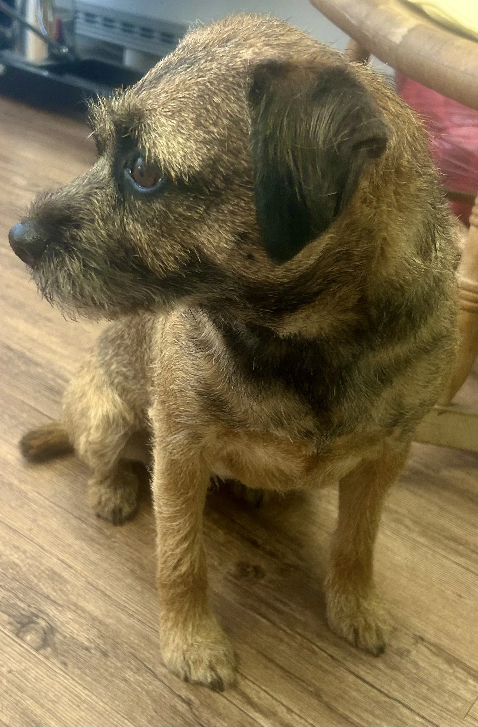 Nicely groomed puppy, dog grooming in Thames Ditton