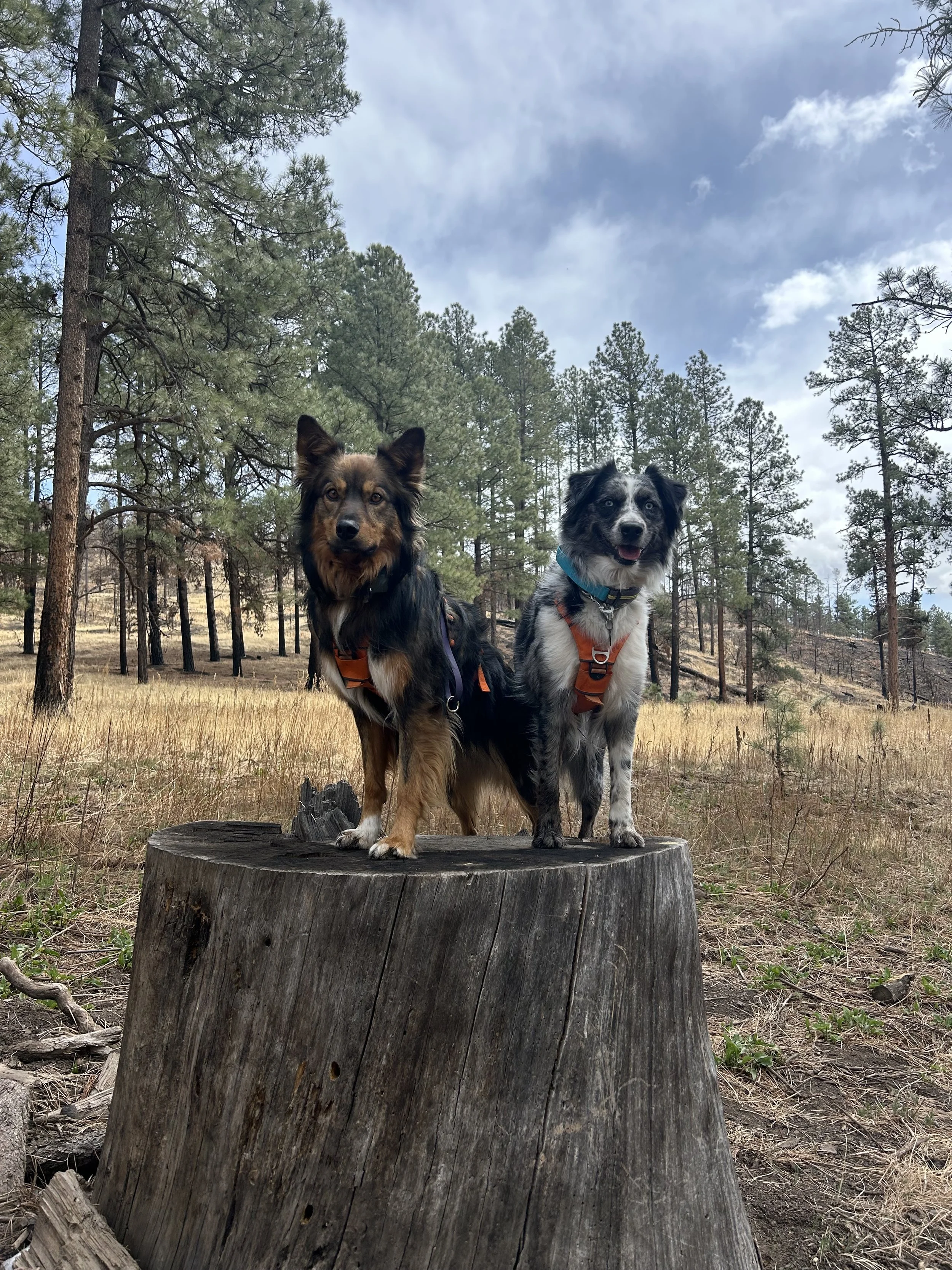 Two dogs standing on a tree stump in a forested area with tall pine trees and a partly cloudy sky in the background.
