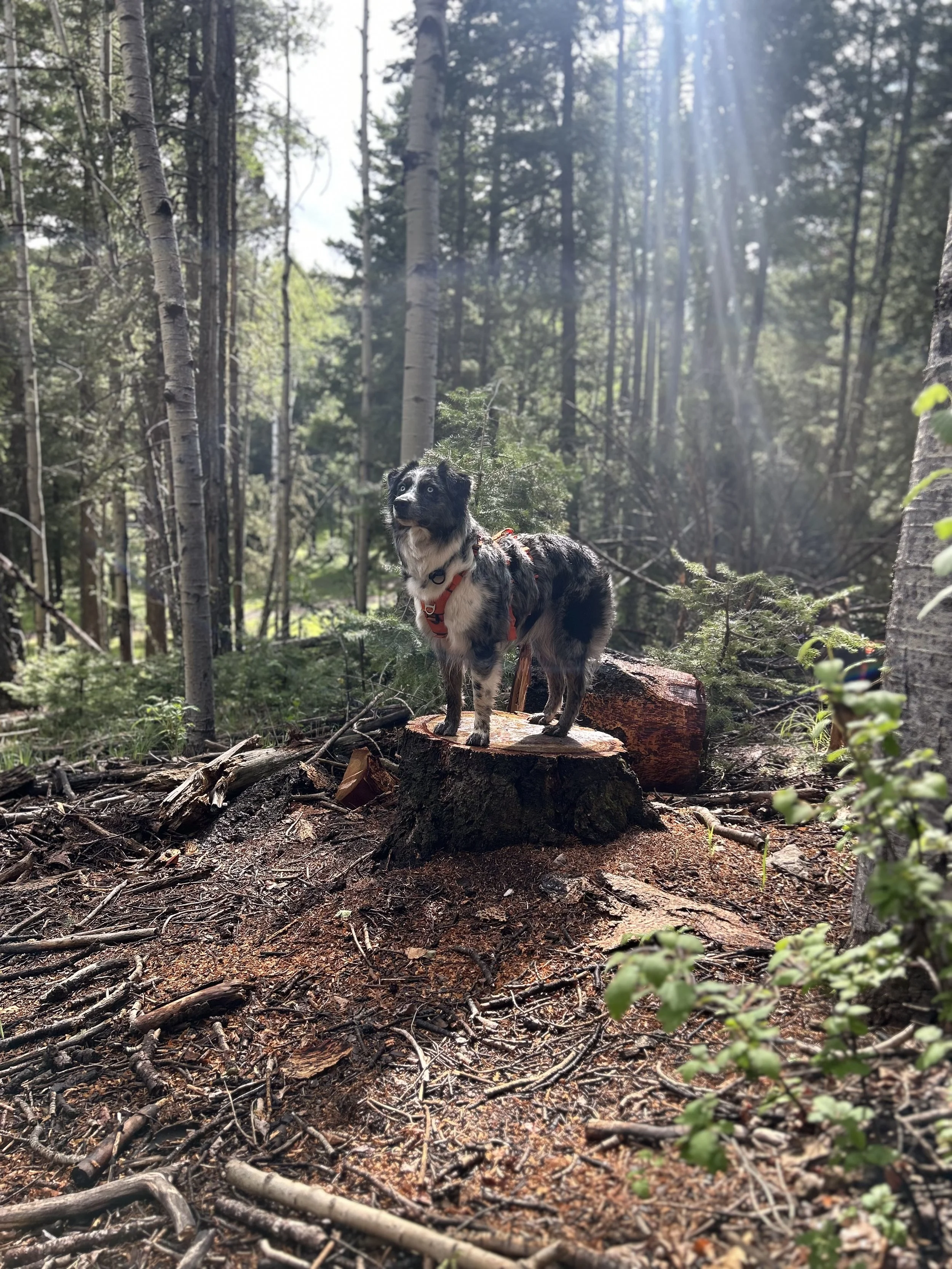 A black and white dog standing on a tree stump in a forest, looking up. Sunlight filters through tall trees, illuminating the scene.