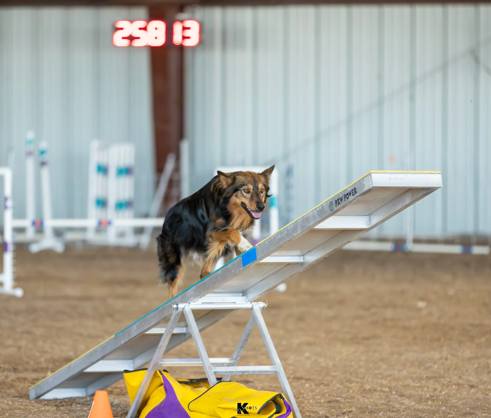 A dog is on an obstacle course, with a ramp labeled 'PAW POWER' and starting to ascend it. There are orange cones and a yellow bag on the ground nearby. The background shows a metal wall and some shelves with bottles, indicating an indoor or sheltered setting.