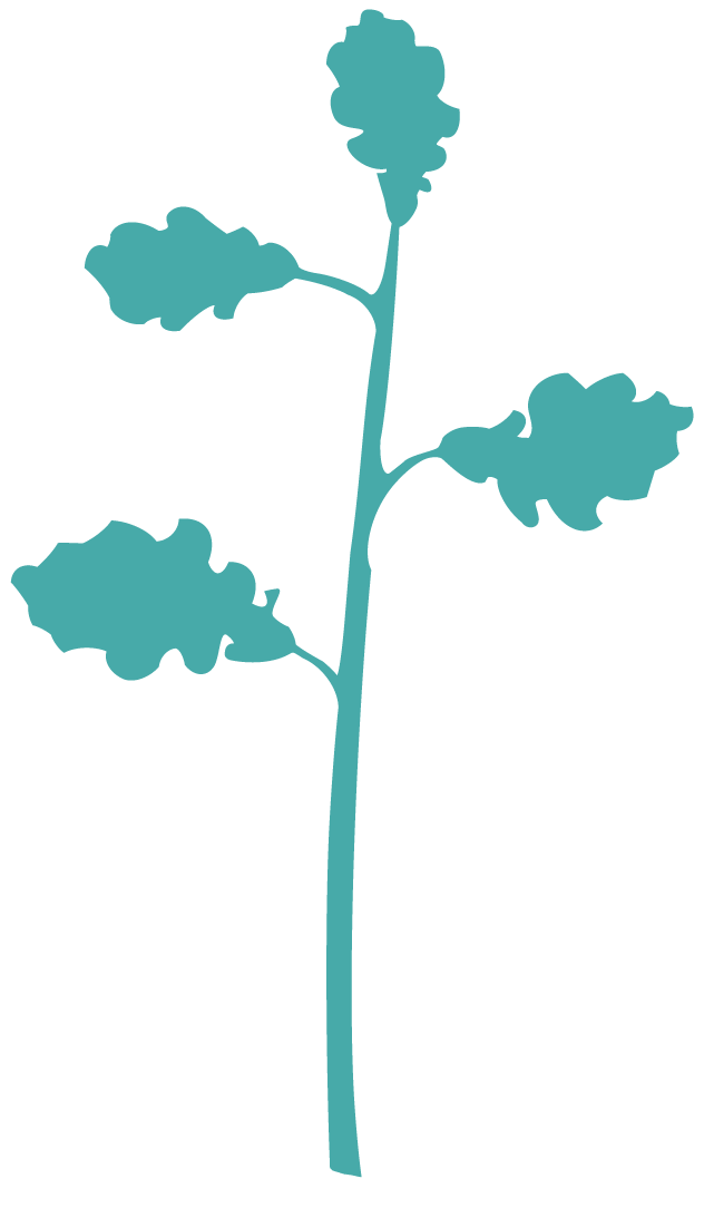 Silhouette illustration of a baby oak stem with four leaves.