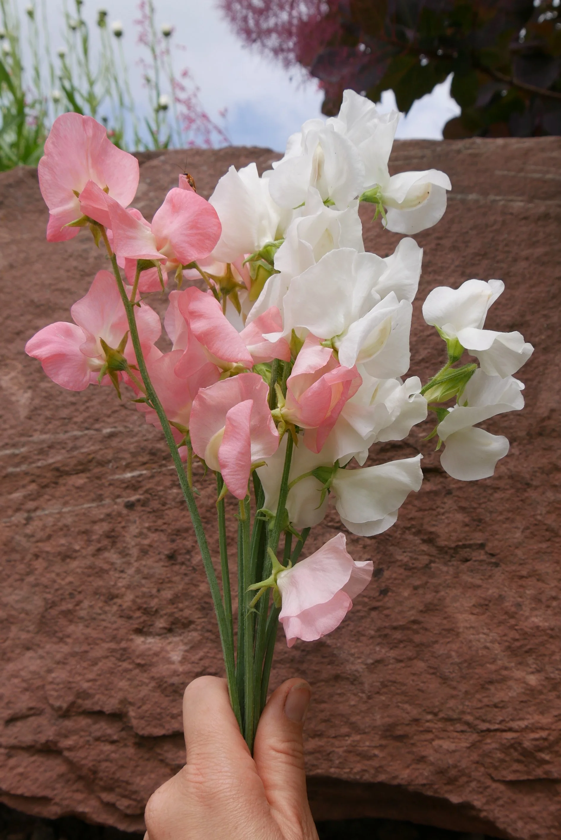 P1120237.png