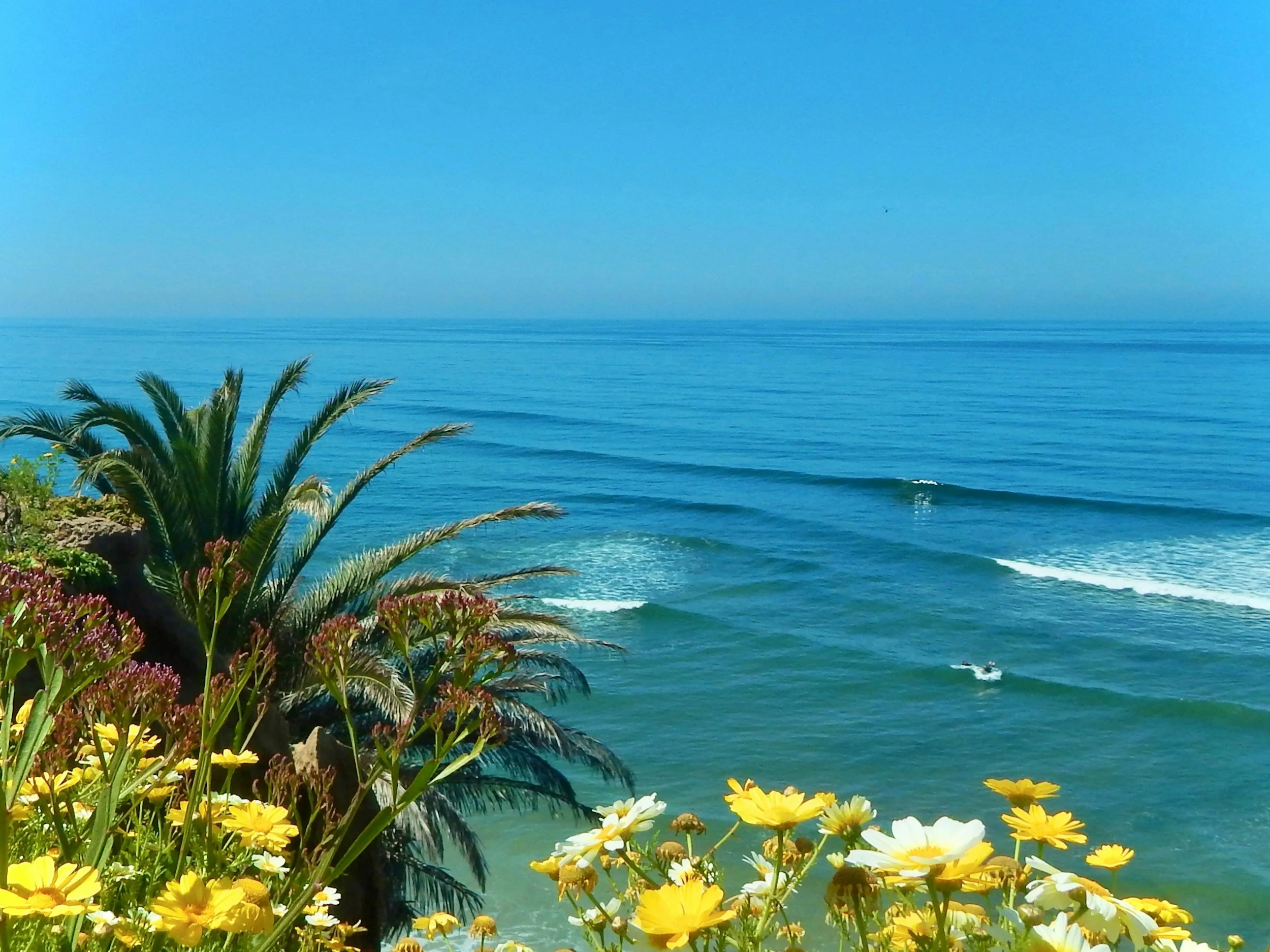 Ocean view with waves, a palm tree, and yellow, white, and purple flowers in the foreground.