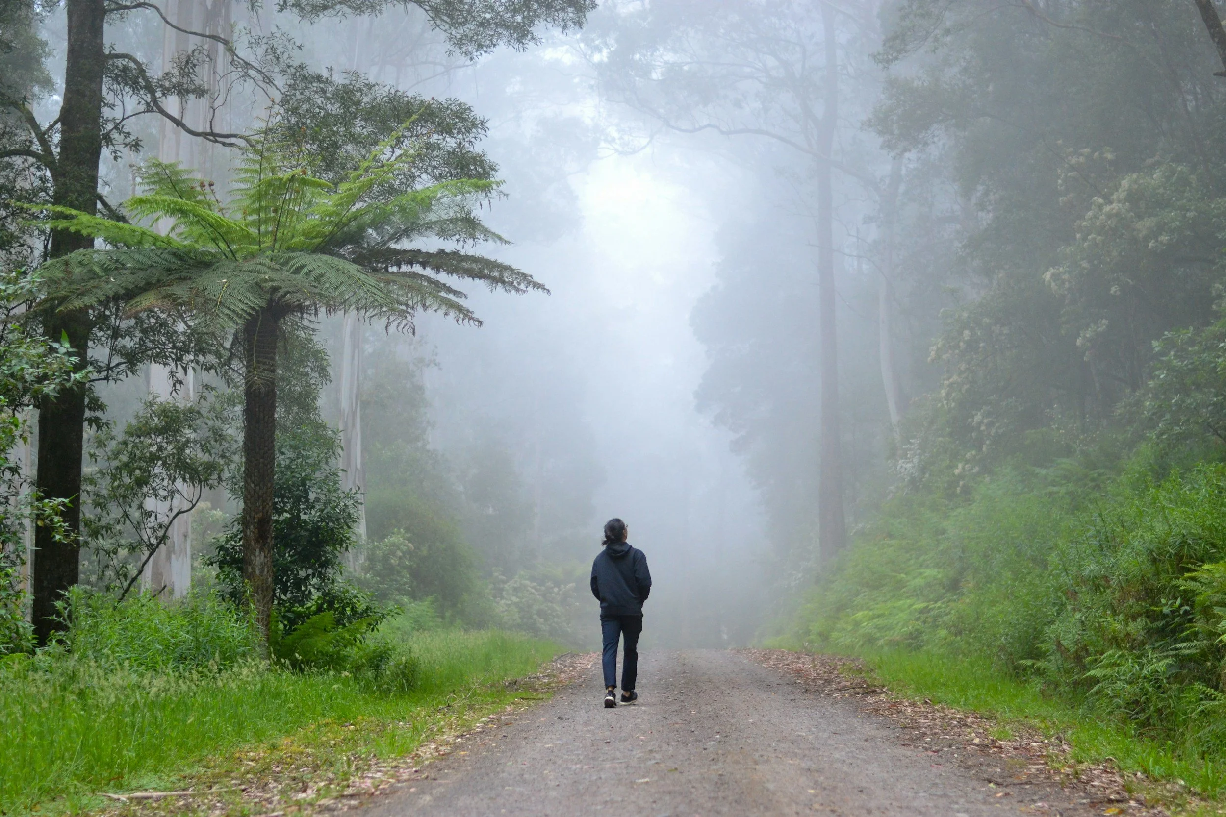 Photograph of a person walking on a dirt road in a foggy forest setting.