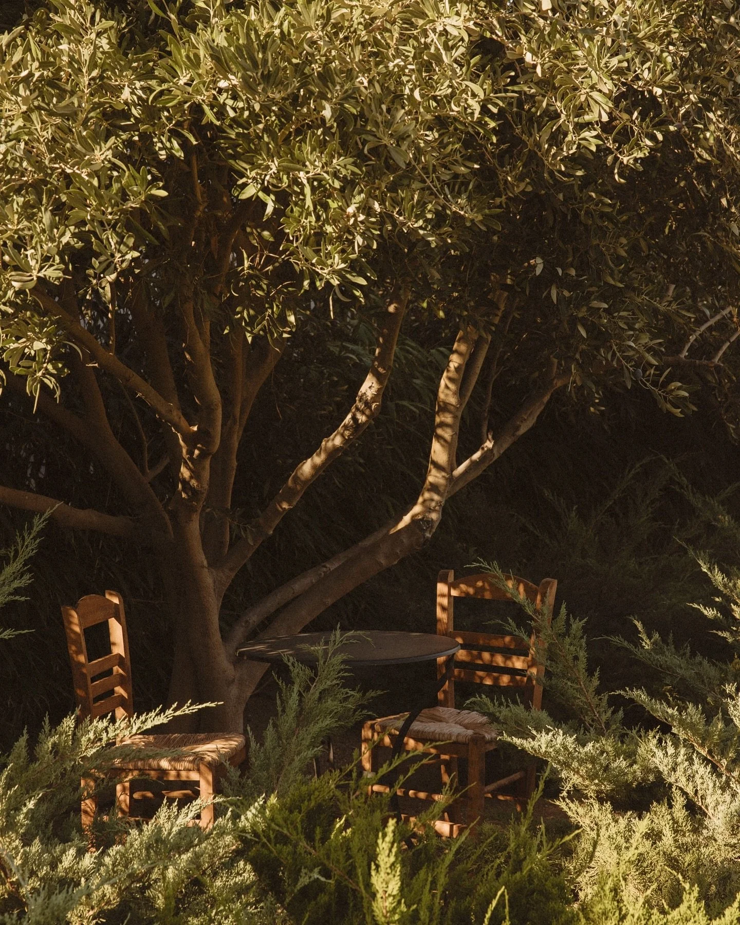 A space to learn how to cook vegetable focused greek food, nestled amongst the olive trees, truly magical. 

&bull; 

#retreat #cooking #cookingclass #greece