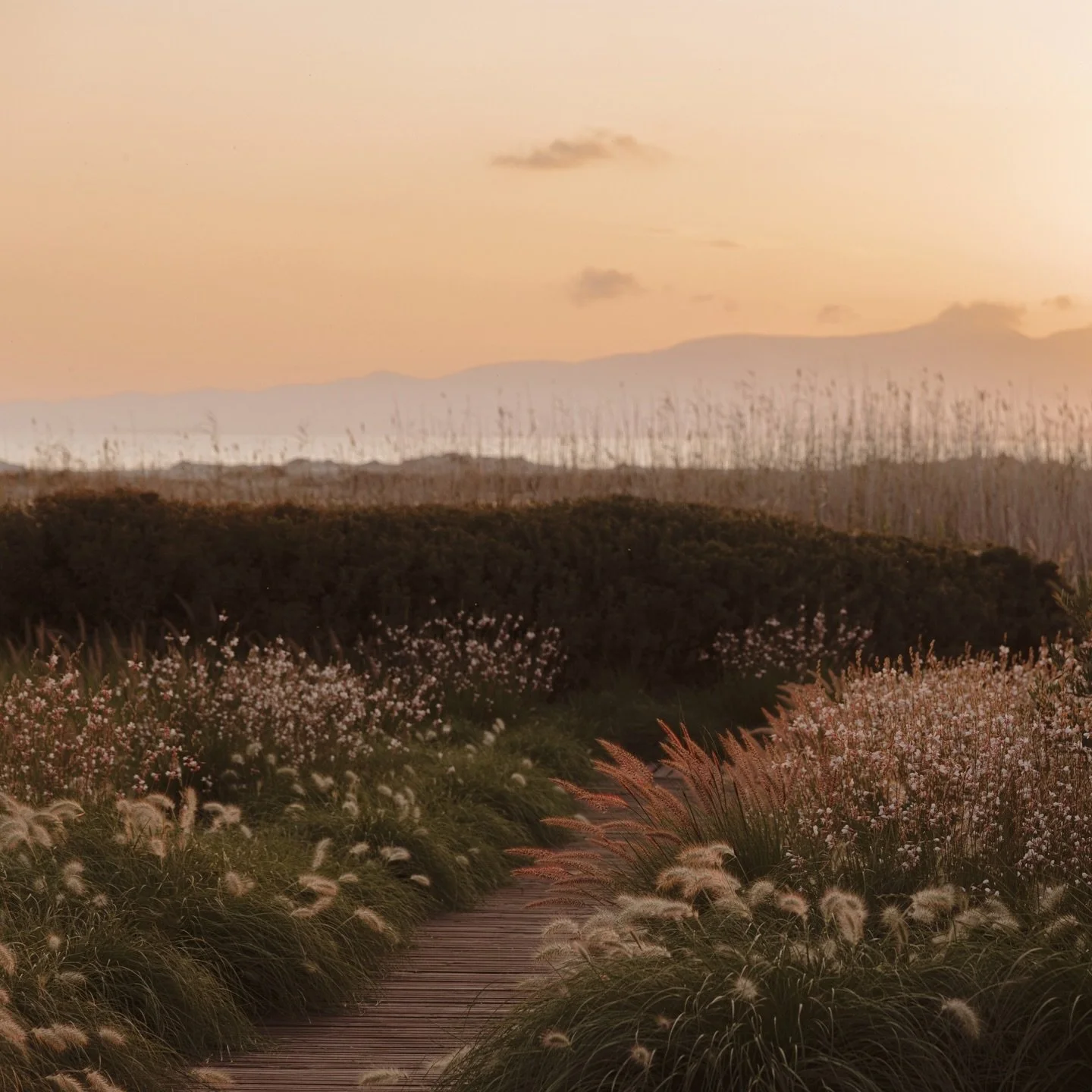 This is the garden of our retreat in June. 

A space where we relax, cook and nurture ourselves surrounded by nature. 

Tall grasses and wildflowers surround you as you walk through the garden to the white sandy beaches of Naxos. 

A space for connec