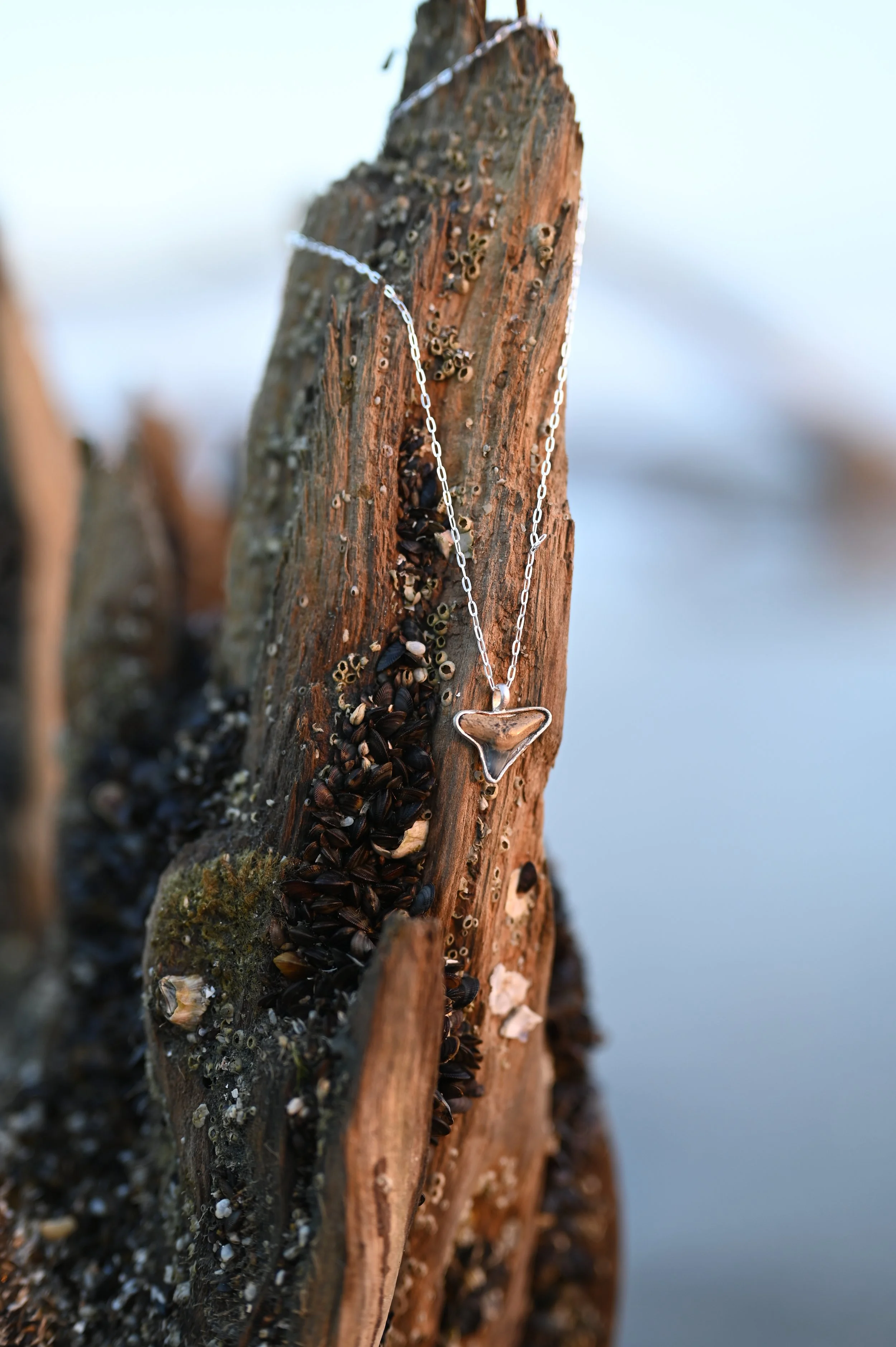 Bull Shark Tooth Necklace — Sterling Silver (2)