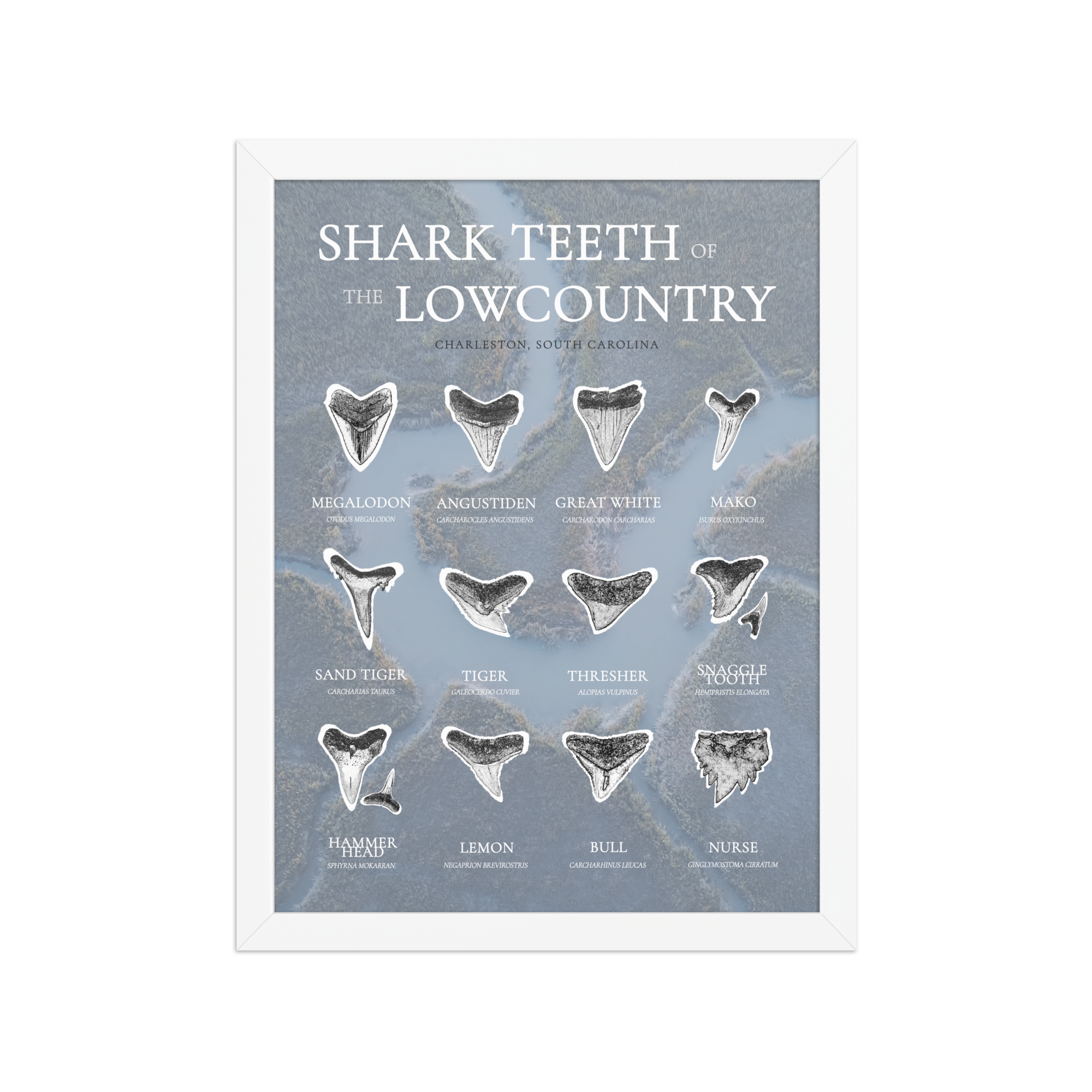 Lowcountry Tooth Guide