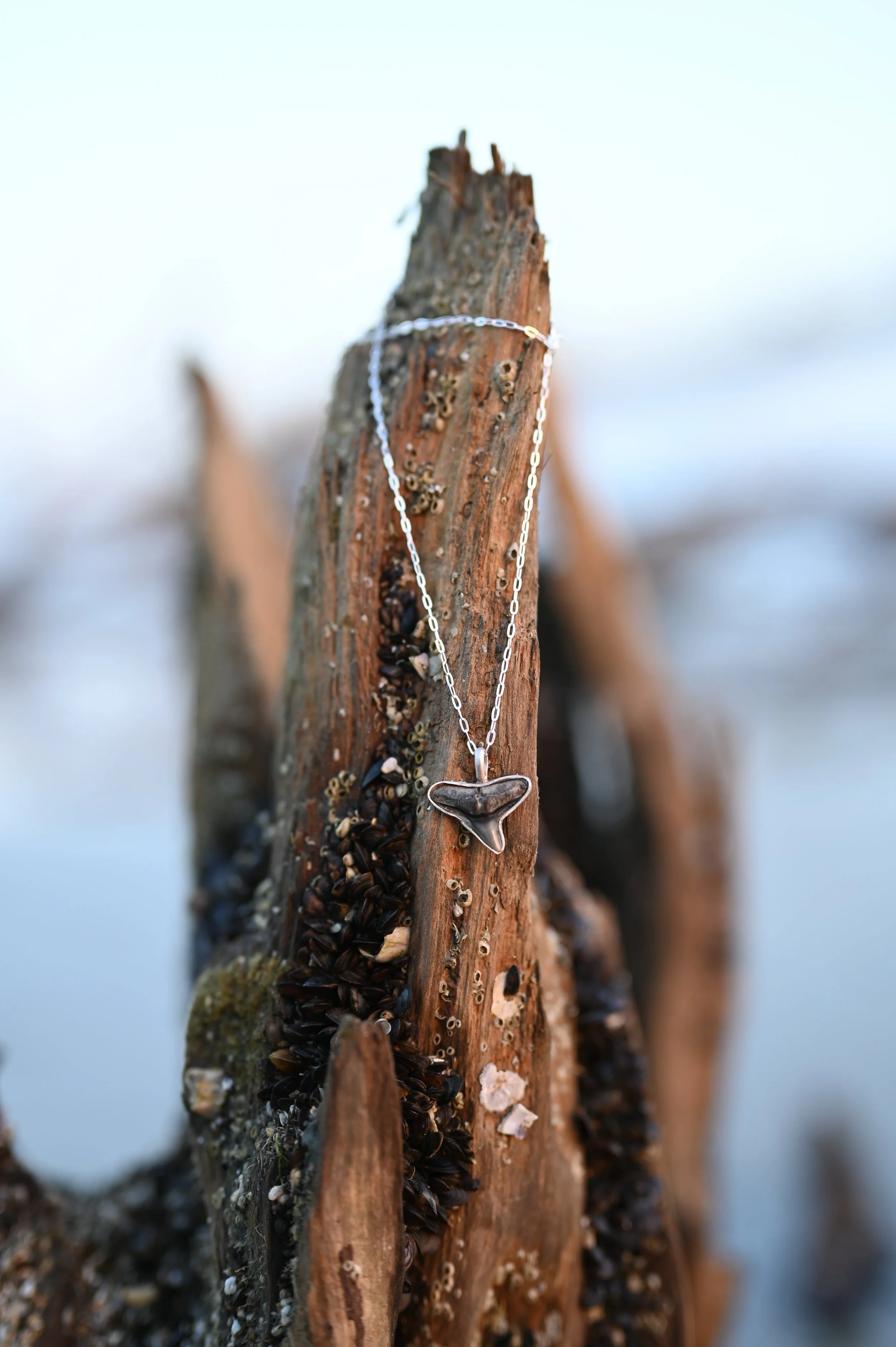Bull Shark Tooth Necklace — Sterling Silver (1)