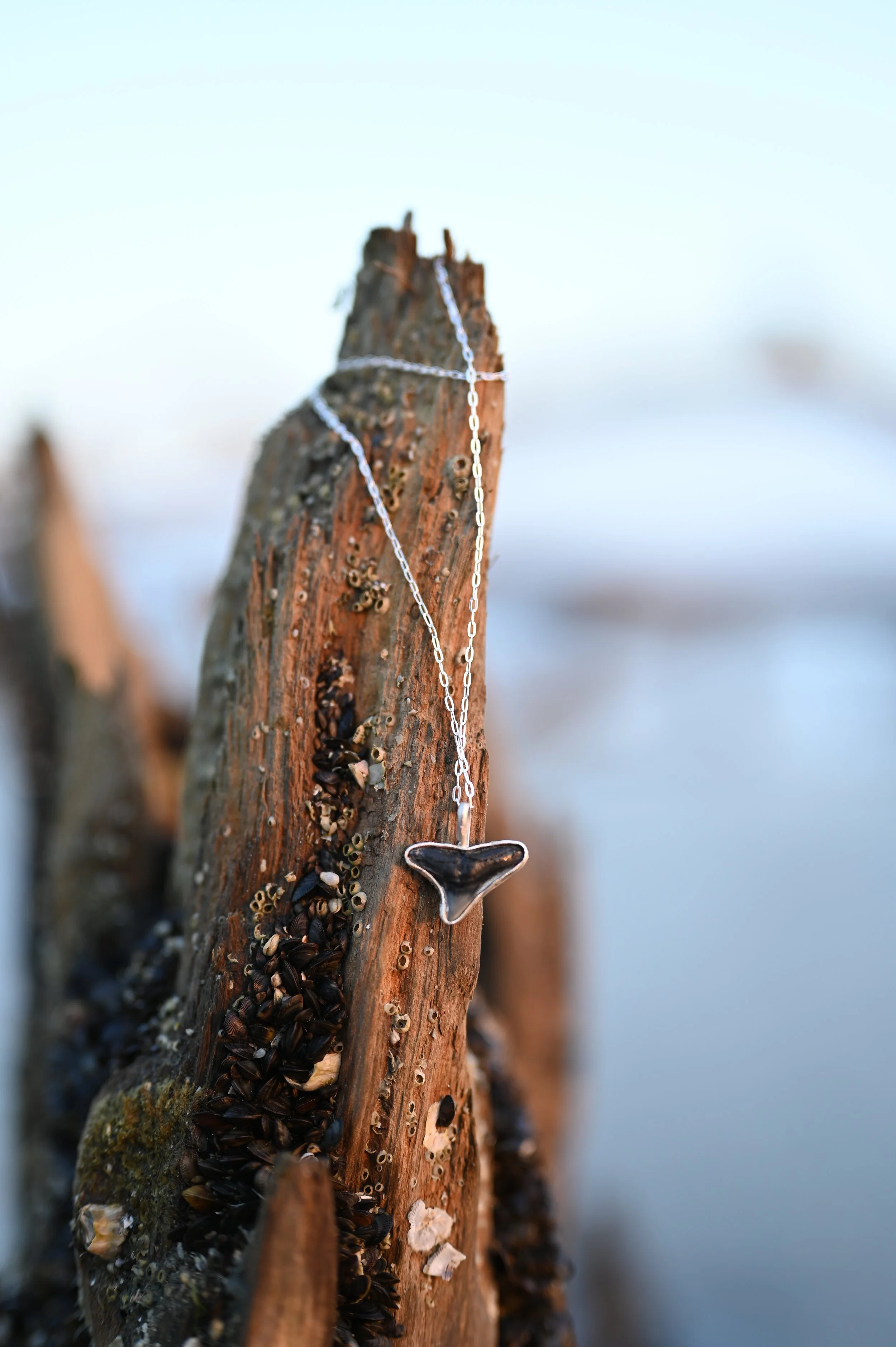 Bull Shark Tooth Necklace — Sterling Silver (3)