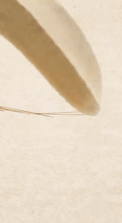 Close-up of a white, round object that appears to be a bar of soap or a similar item, with a thin, hair-like brown strand nearby on a light-colored surface.