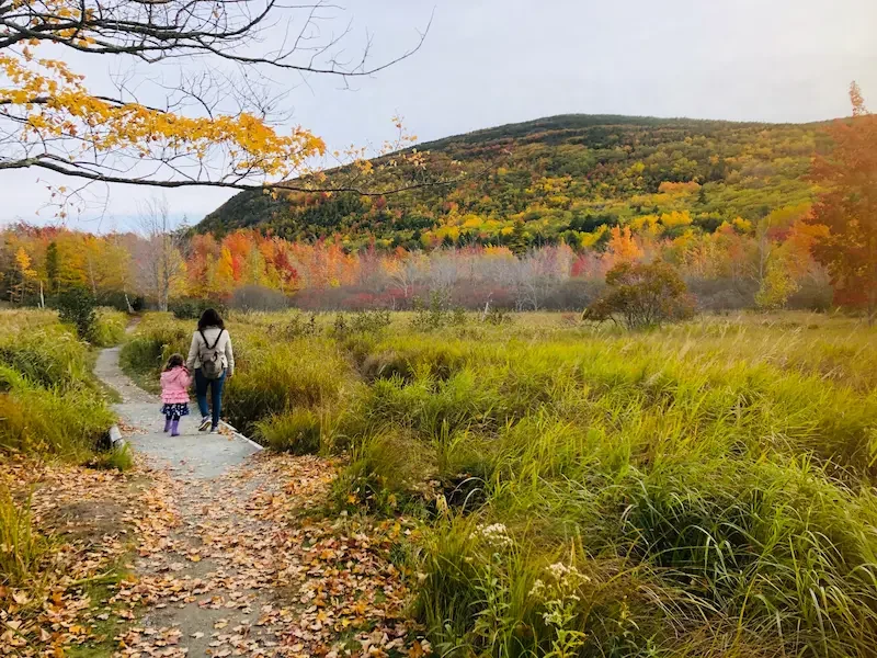 autumn trees in Maine