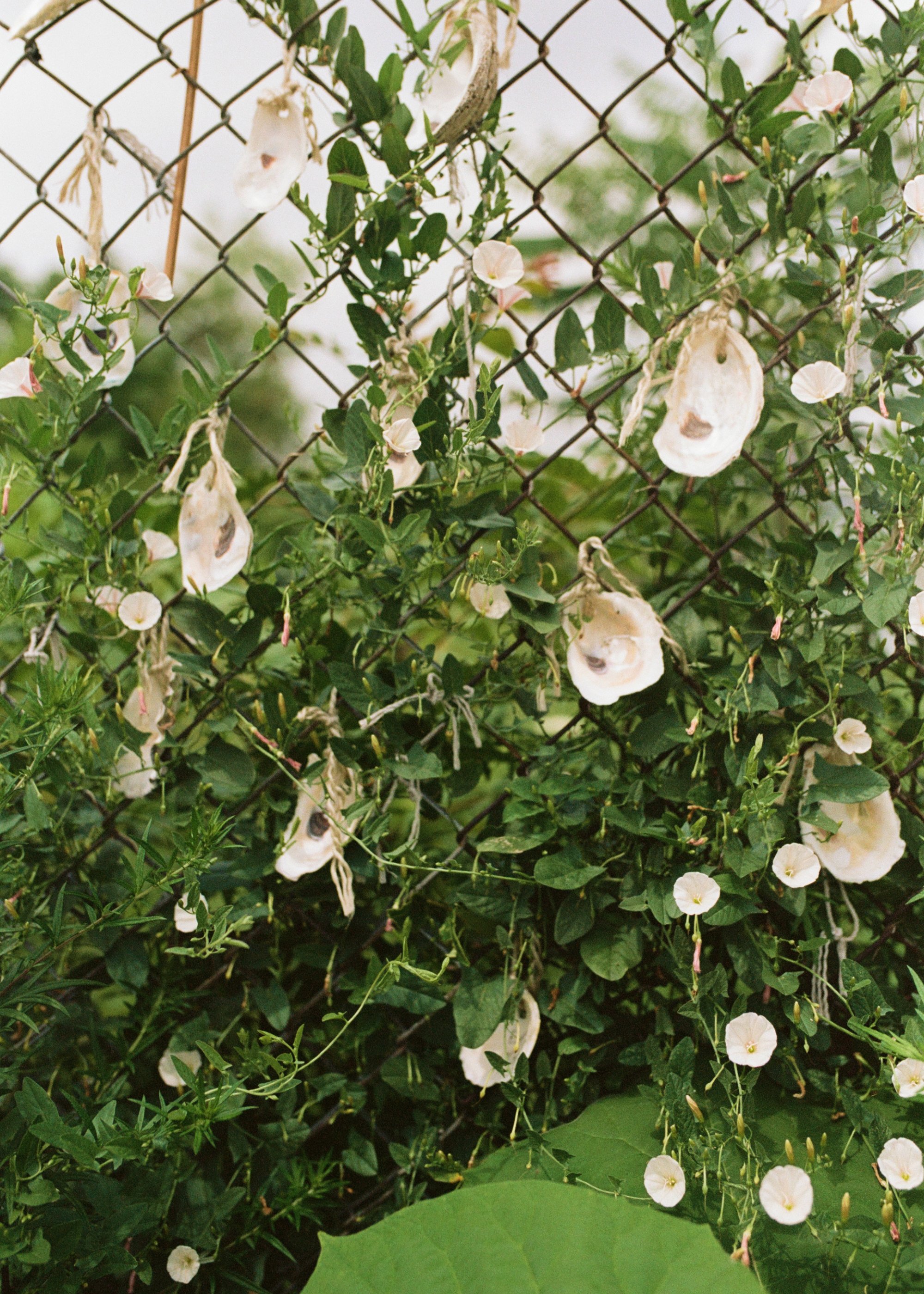 kodak_160_c_41_23383_138553_308877_003036030003.jpg