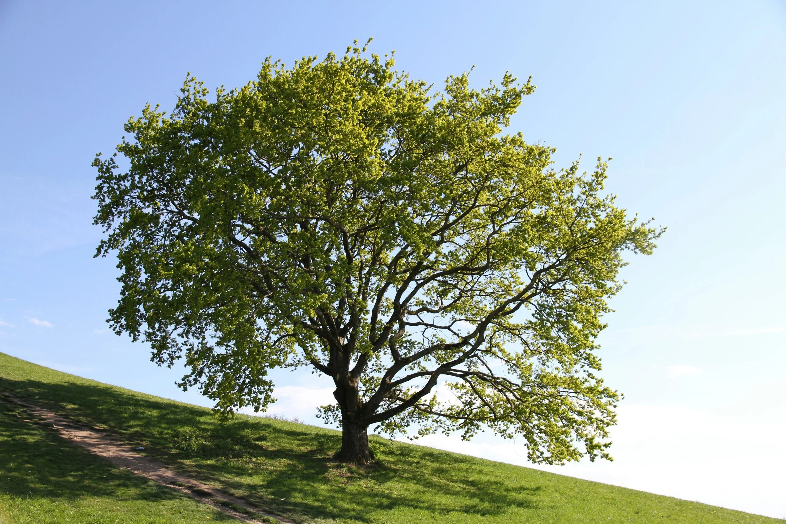 A large tree with green leaves standing on a grassy hill under a clear blue sky.