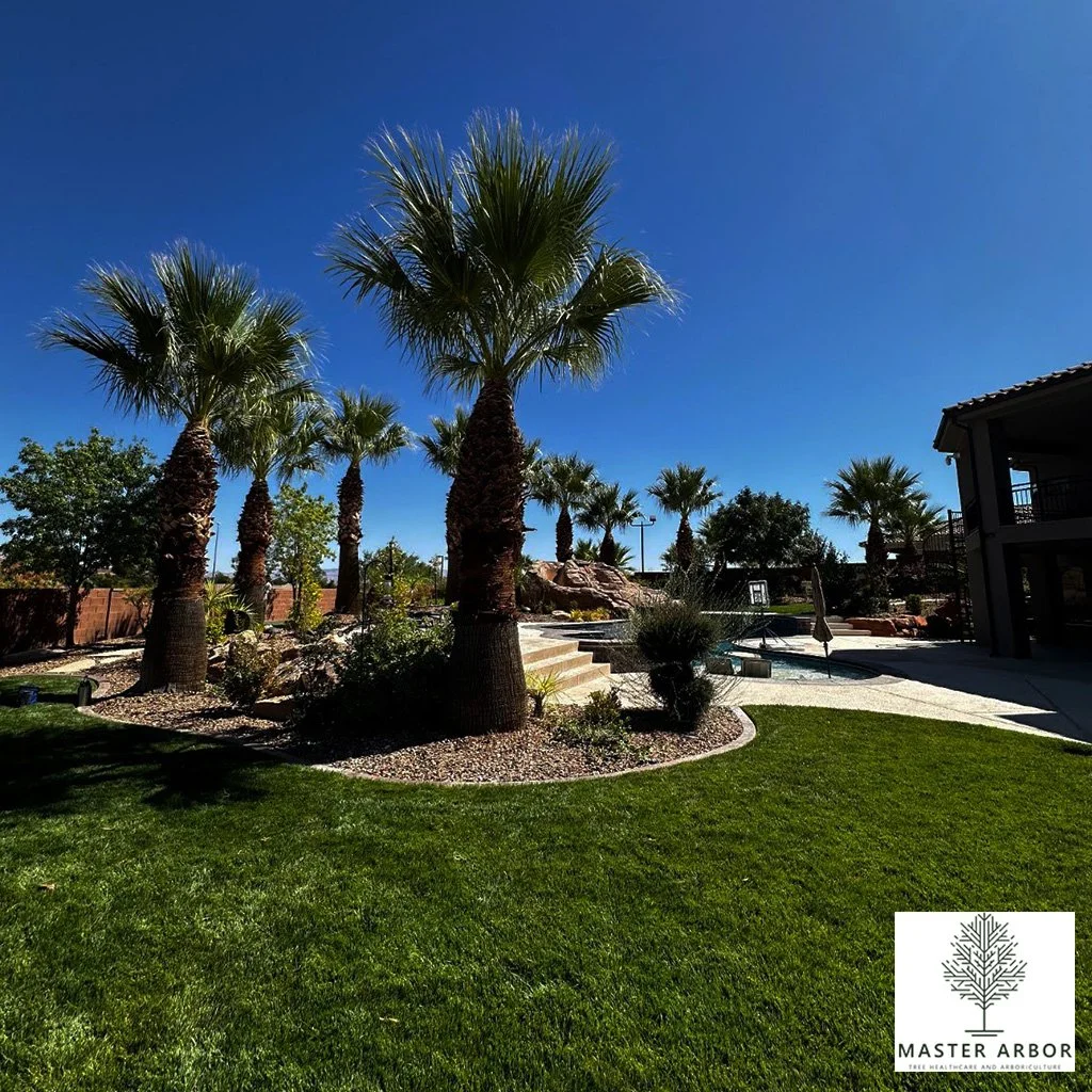 🌴 It&rsquo;s Not Too Late to Prune Your Palm Trees! 🌴

If you've been putting off palm tree maintenance, good news &mdash; there's still time to get it done! Pruning your palms not only keeps them looking clean and beautiful, but it also promotes h