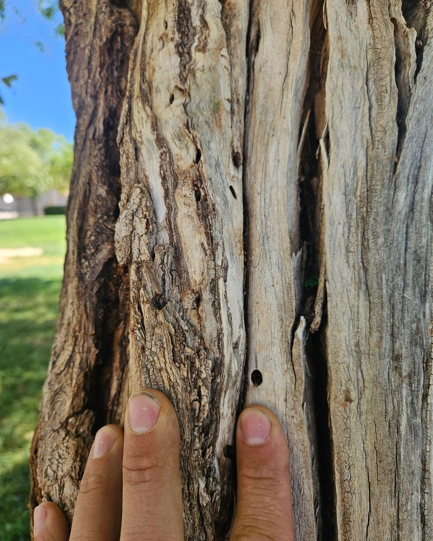 🌳 The Hidden Threat in Your Trees: Borers 🐛

If your trees are looking unhealthy despite regular care, you might be dealing with a silent invader: borers. These destructive insects tunnel into tree trunks and branches, feeding on the inner wood and