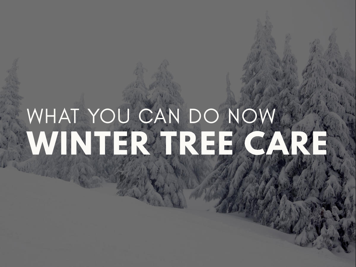 Winter Tree Care—What You Can Do Now