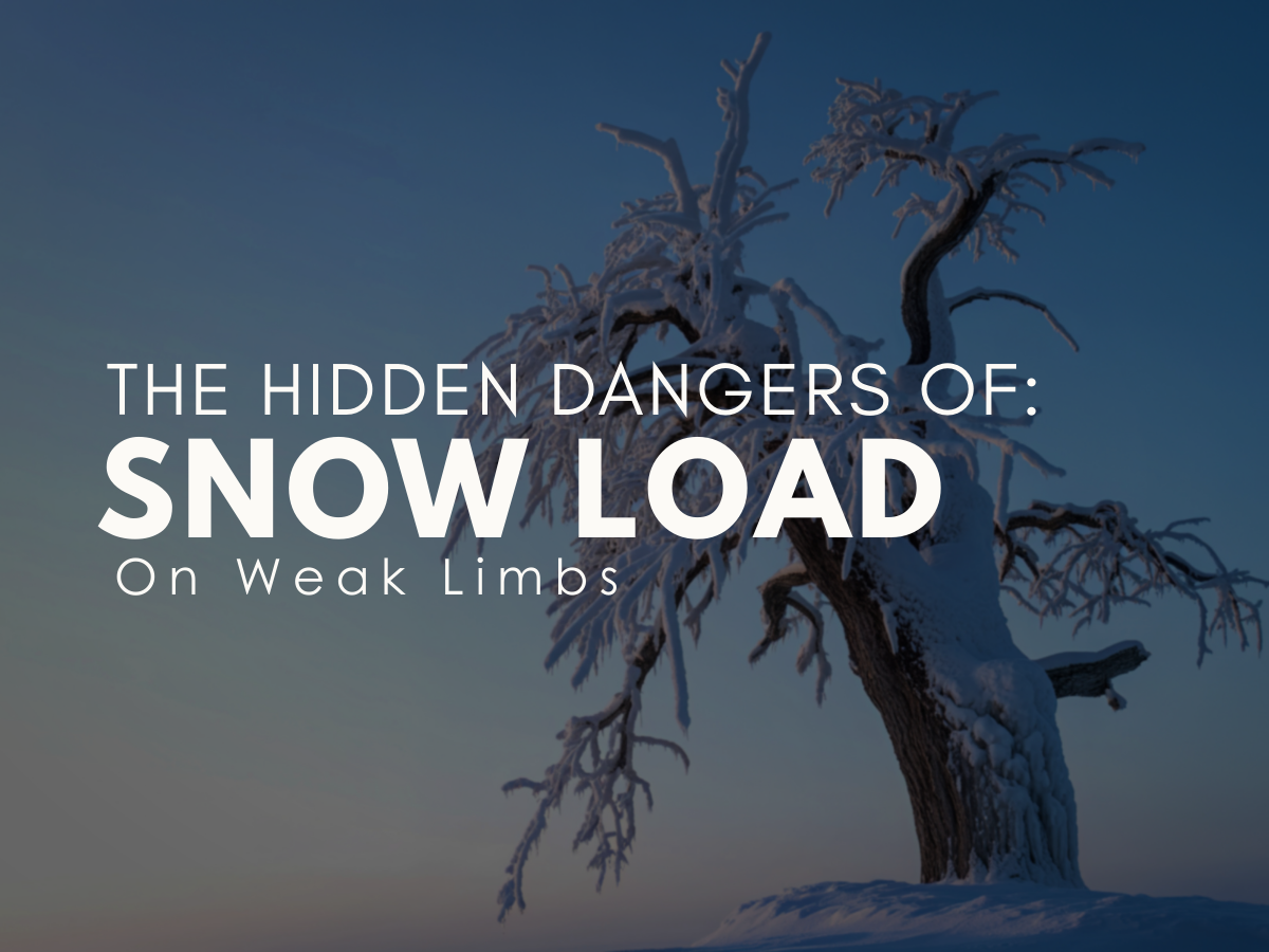 The Hidden Dangers of Snow Load on Weak Limbs