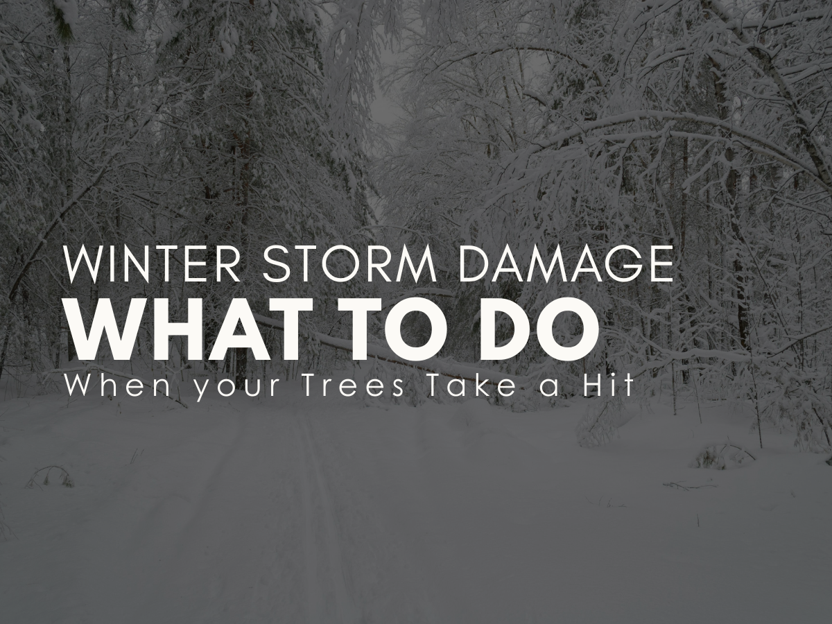 Winter Storm Damage: What To Do When Your Trees Take a Hit