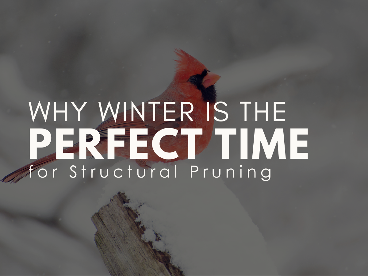 Why Winter Is the Perfect Time for Structural Pruning