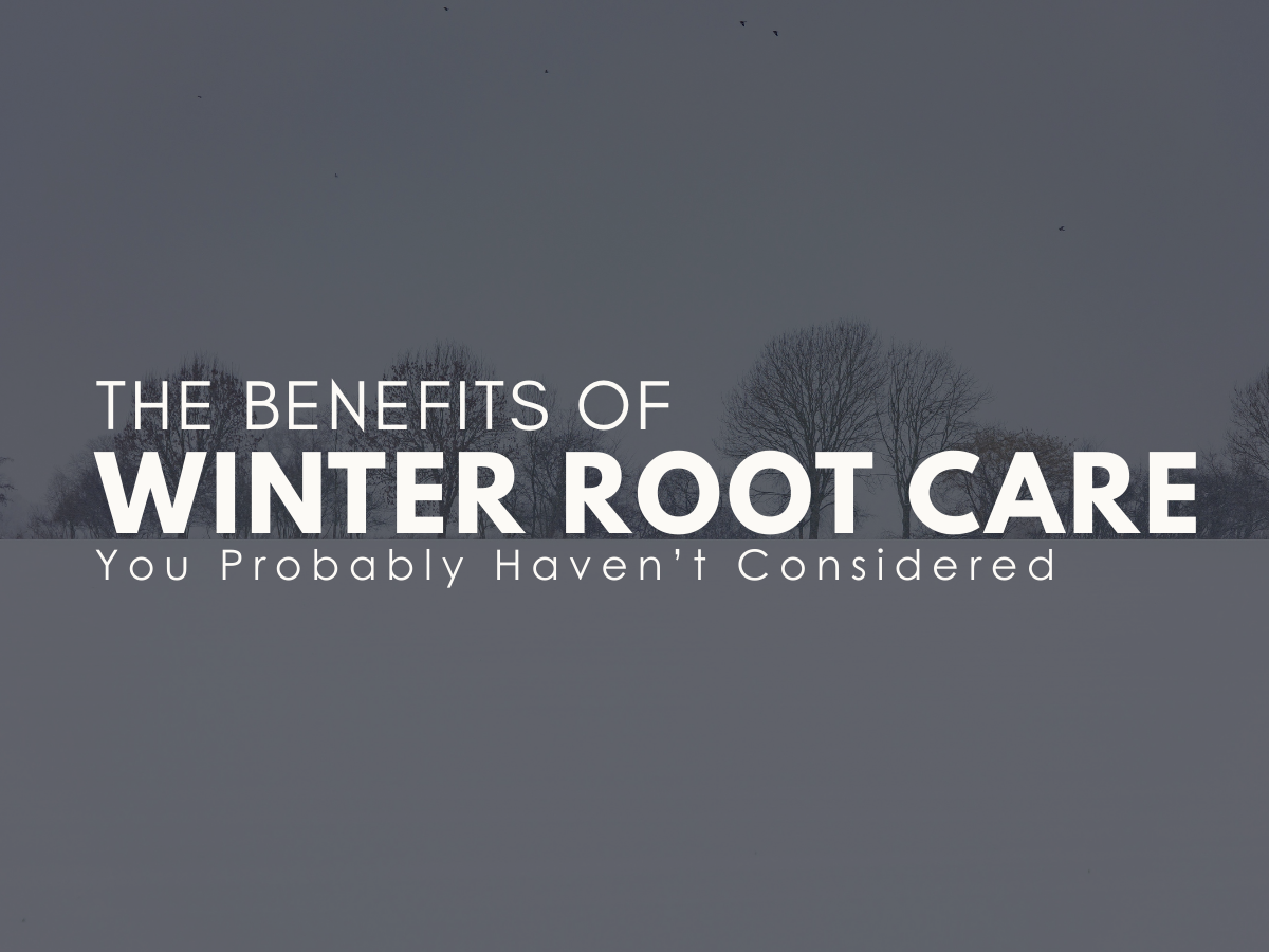 The Benefits of Winter Root Care You Probably Haven’t Considered