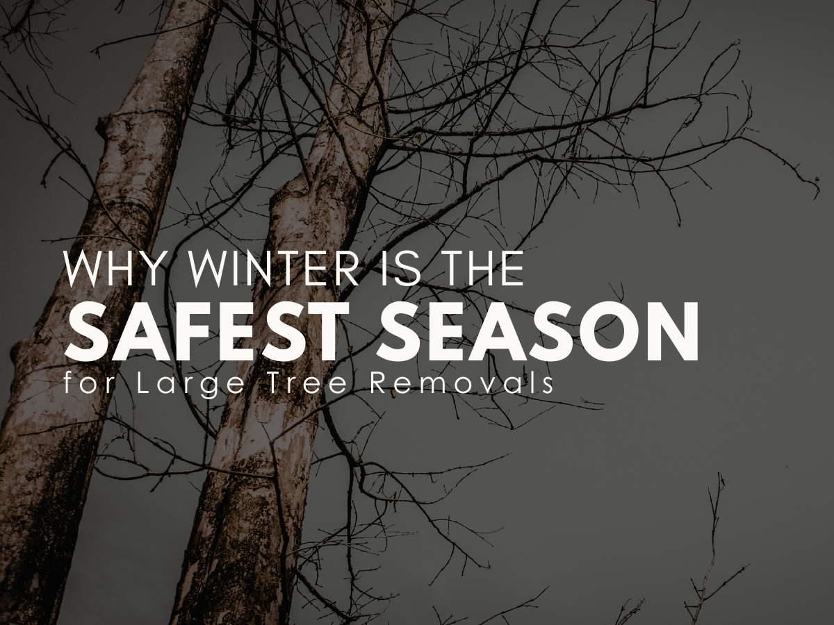 Why Winter Is the Safest Season for Large Tree Removals