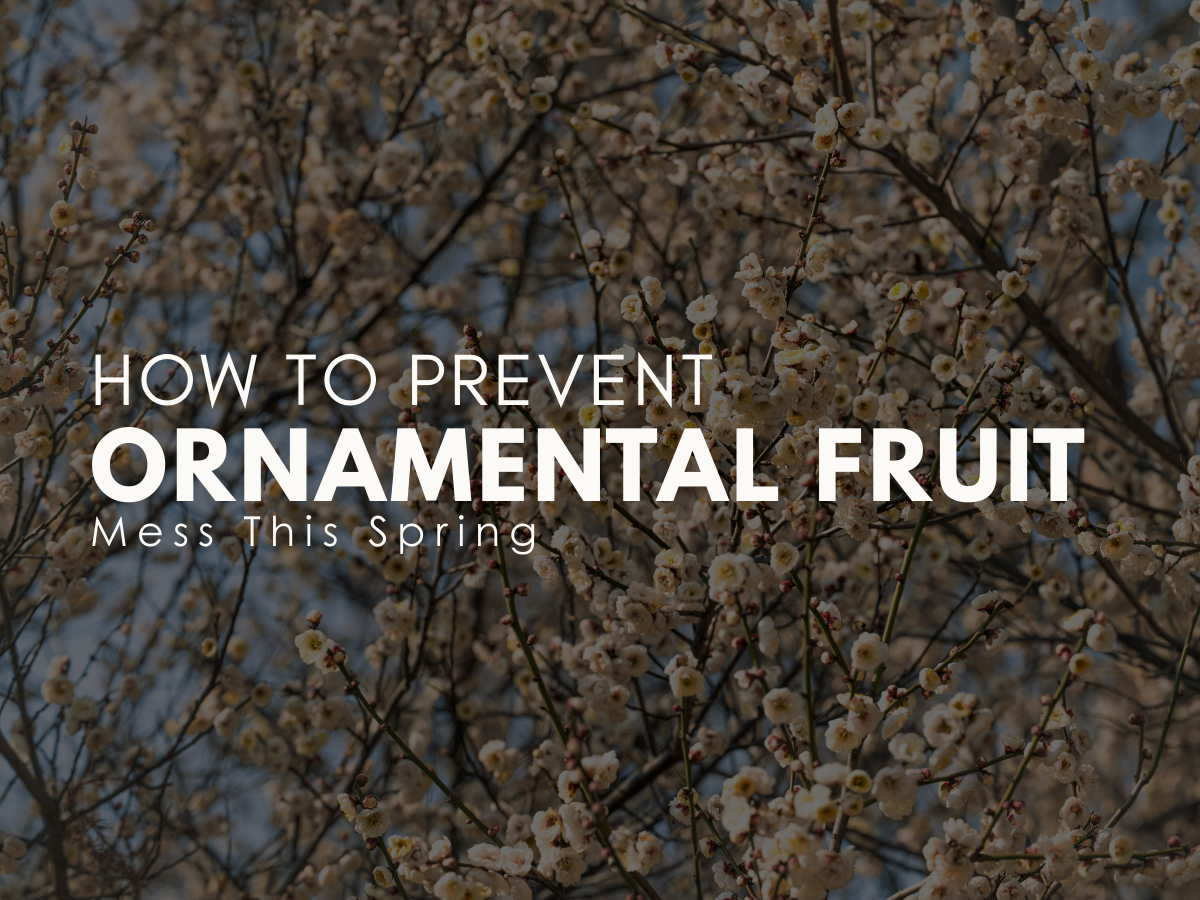 Preventing Ornamental Fruit Mess in Southern Utah: A Guide for Washington County Homeowners