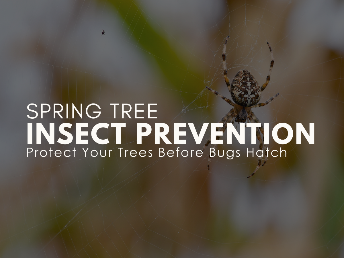 Spring Tree Insect Prevention in Southern Utah: Protect Your Trees Before Bugs Hatch