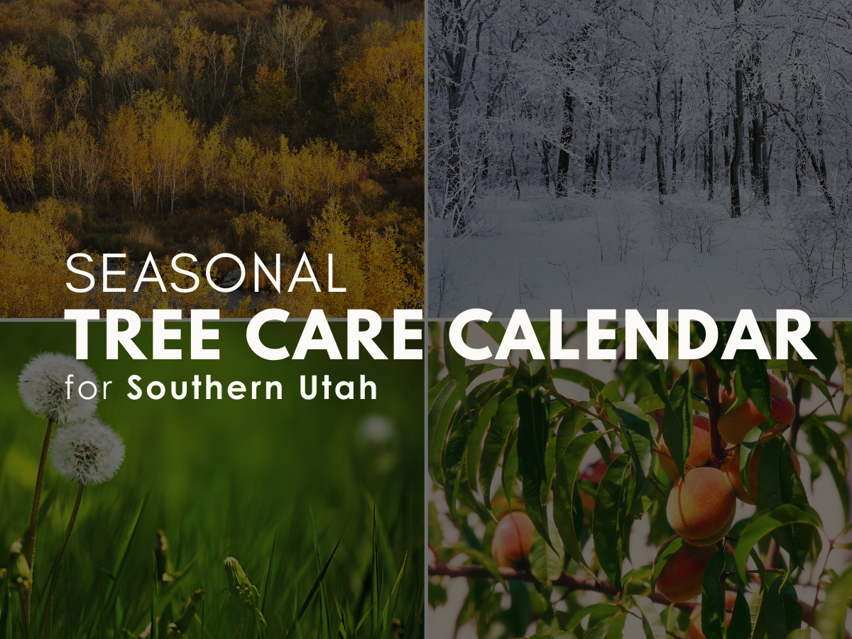 Seasonal Tree Care Calendar for Southern Utah