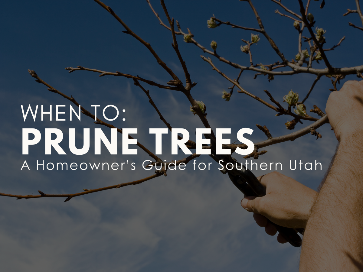 When to Prune Trees in Southern Utah: A Homeowner’s Guide for Washington County