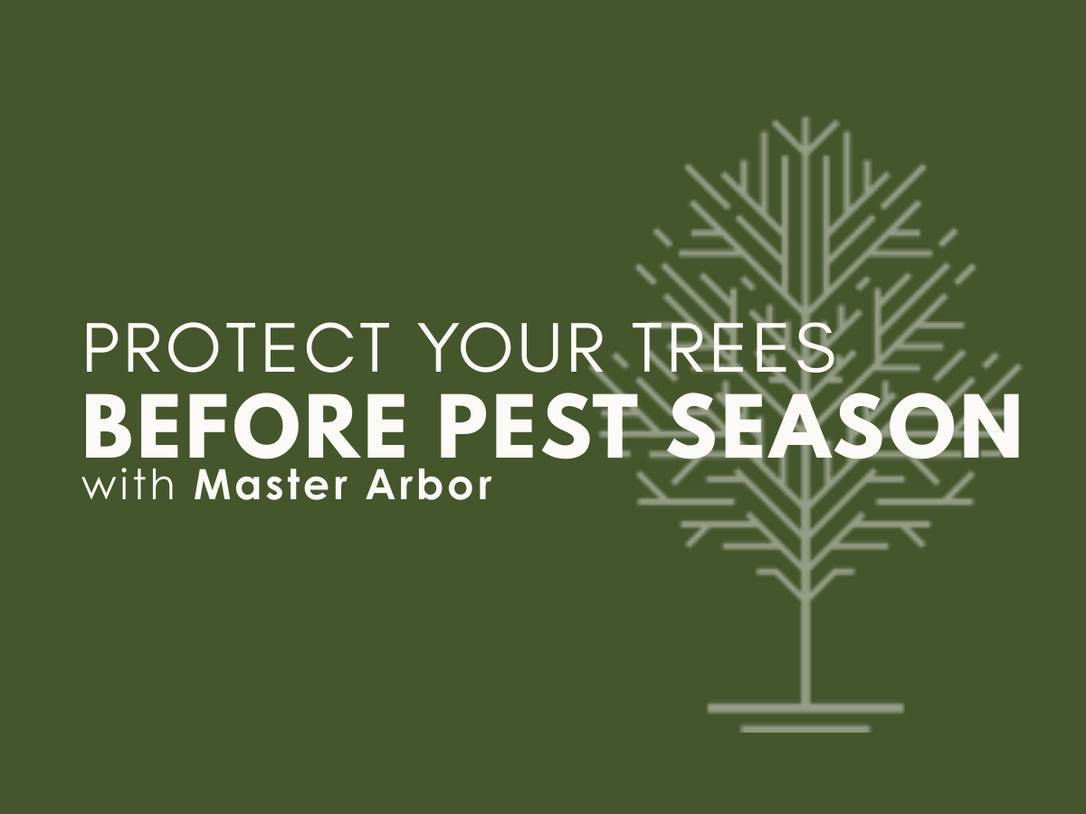 Protect Your Trees Before Pest Season Starts
