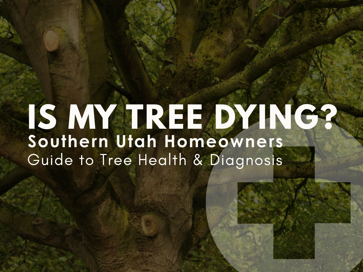 Is My Tree Dying? A Southern Utah Homeowner’s Guide to Tree Health &amp; Diagnosis