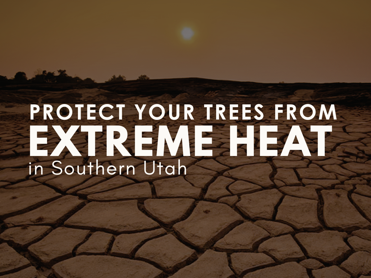 Protect Your Trees from Extreme Heat in Southern Utah