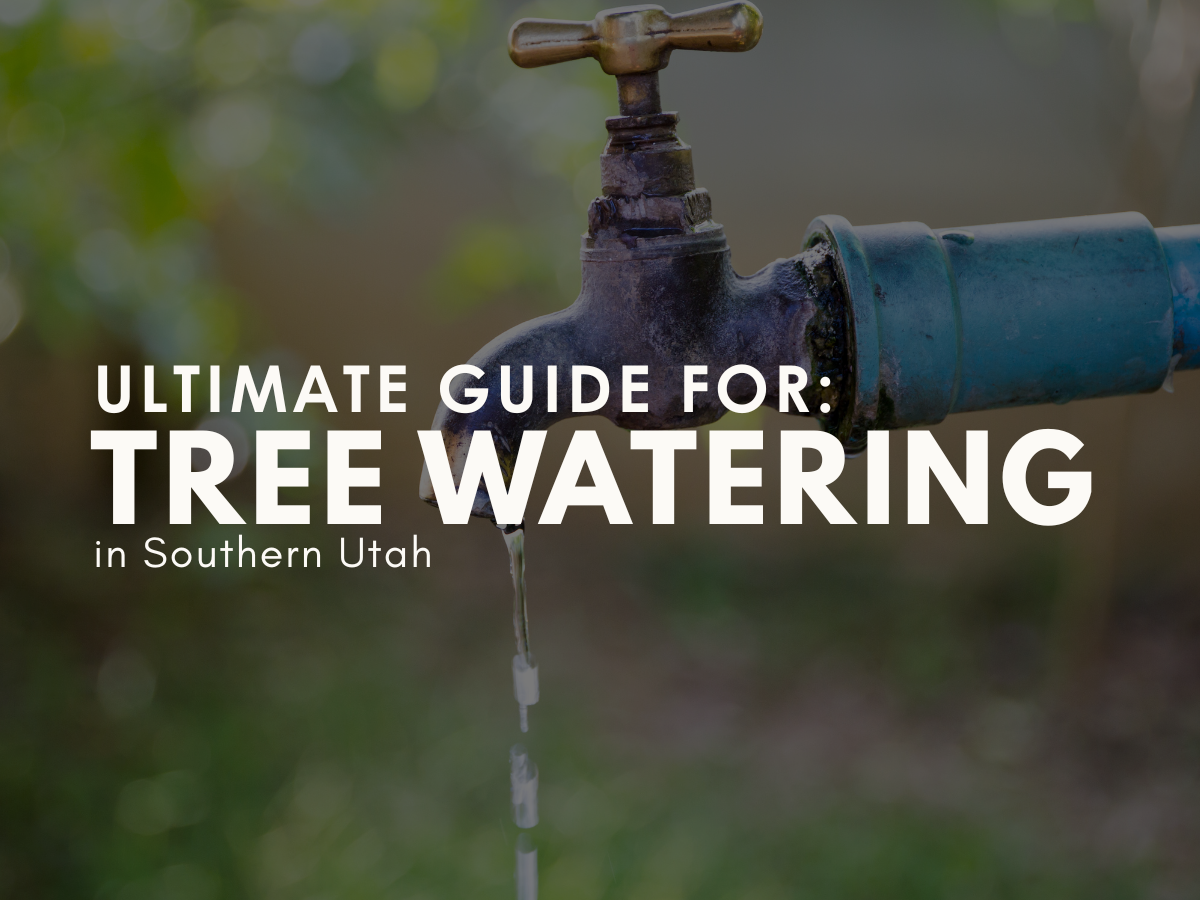 The Ultimate Tree Watering Guide for Southern Utah