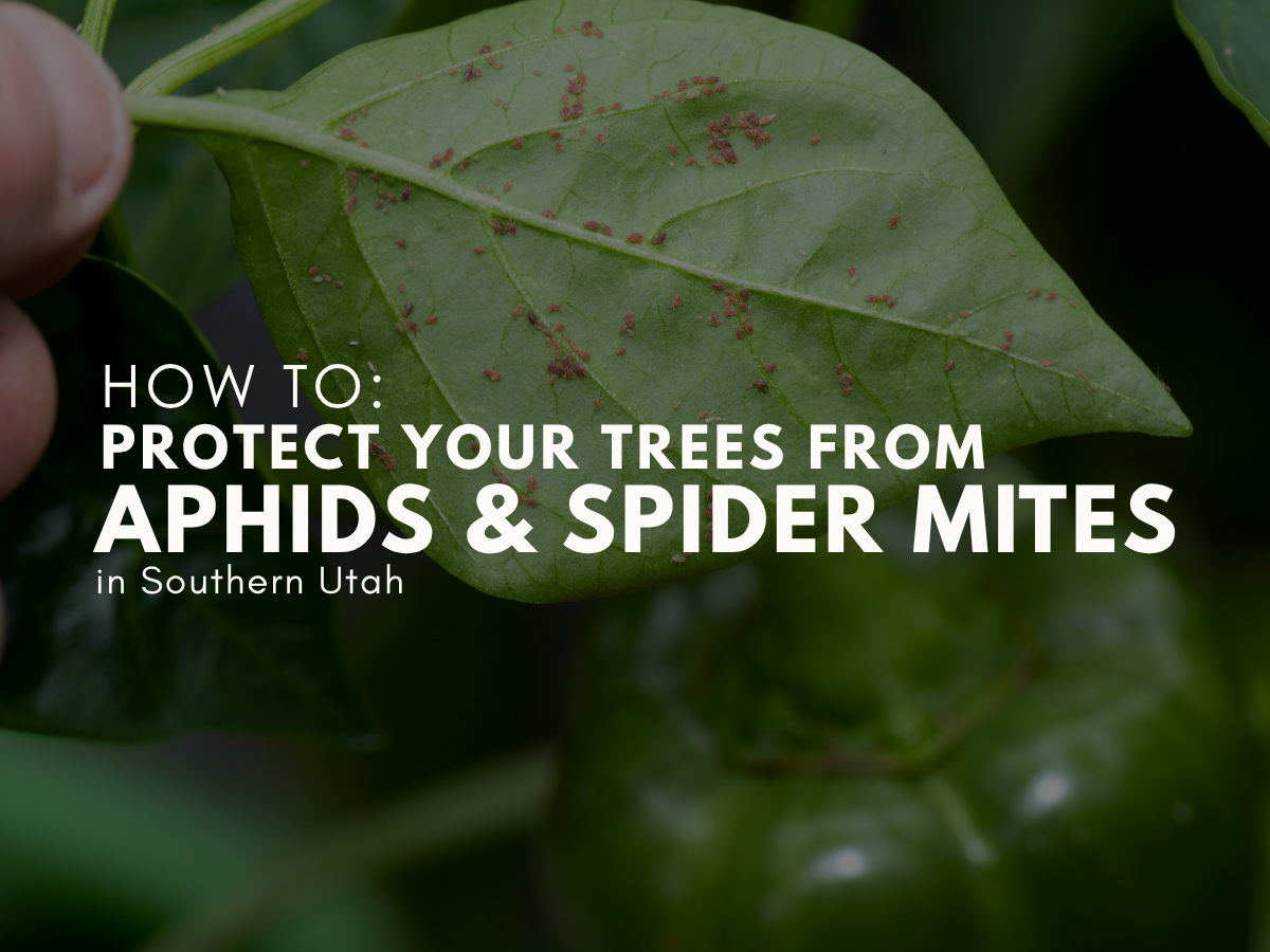 How to Protect Your Trees from Aphids &amp; Spider Mites in Southern Utah