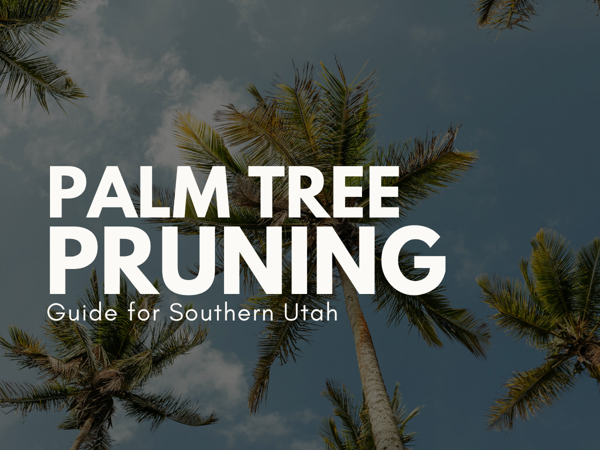 Palm Tree Pruning Guide for Southern Utah