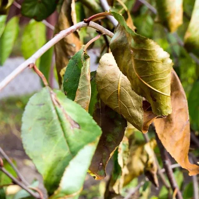 dry leaves.jpeg