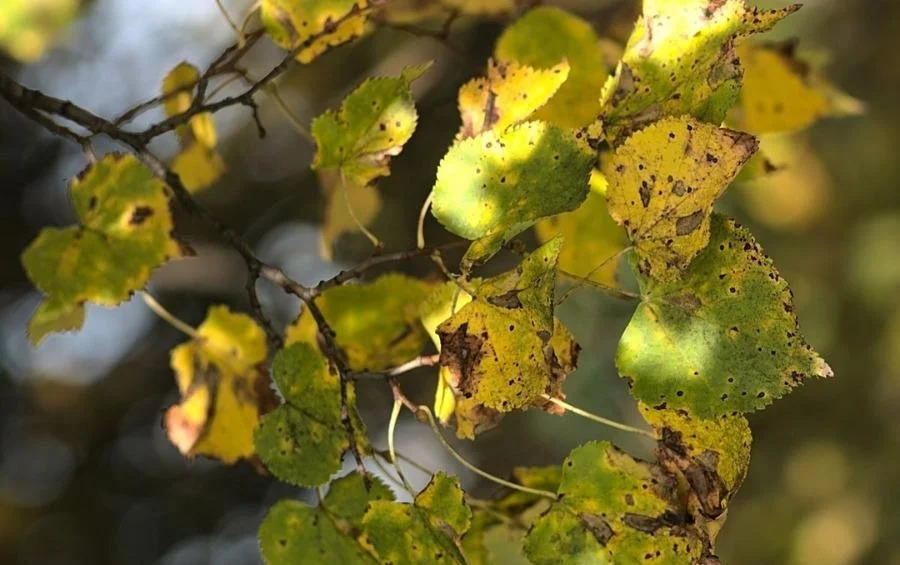 yellow leaves.jpeg
