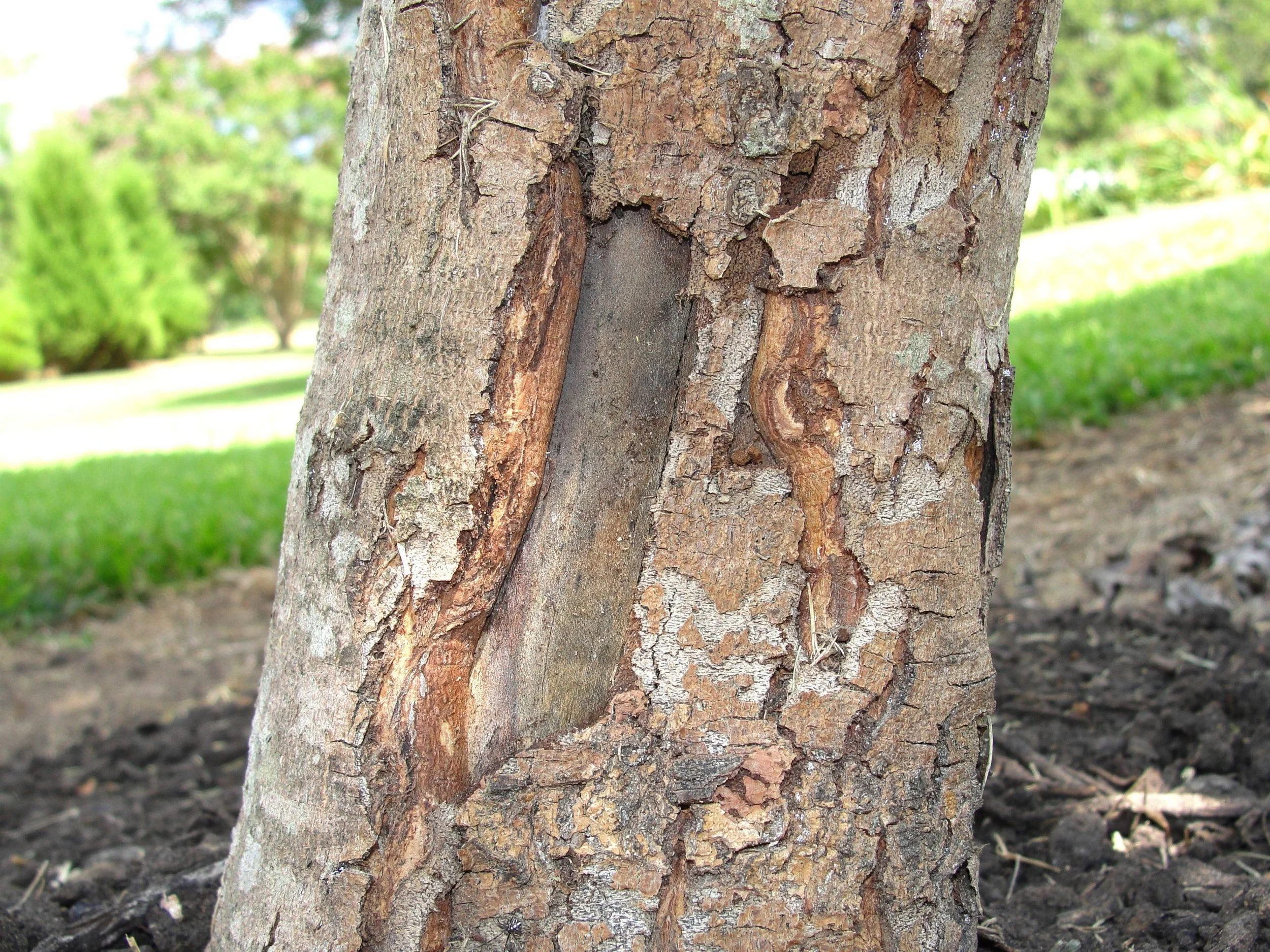 bark4.jpeg